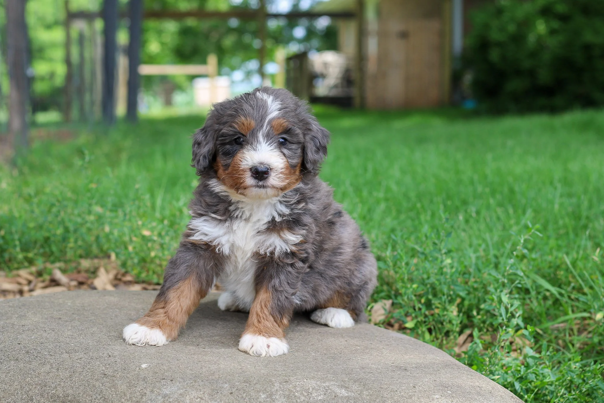 🕊️ Meet Rosemary, our beautifully calm and serene girl! This sweet pup has a gentle, tranquil nature that brings peace to everyone around her. While others bounce around playfully, Rosemary is content to observe with soft, thoughtful eyes. Her natur