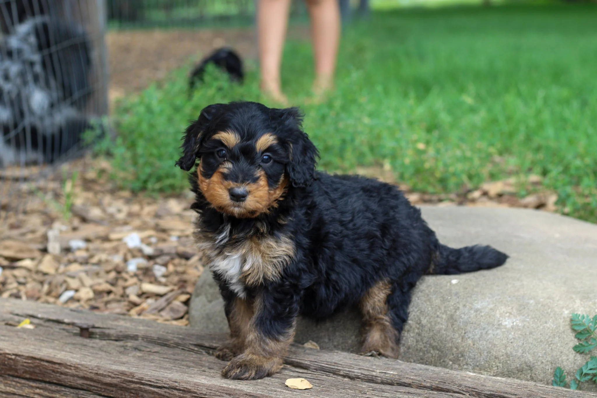 🤍 Meet Paprika, our gentle soul! This precious girl has a naturally quiet and reserved nature that's absolutely endearing. She's perfectly content observing from the sidelines with beautiful, contemplative eyes, though she'll surprise us by jumping 