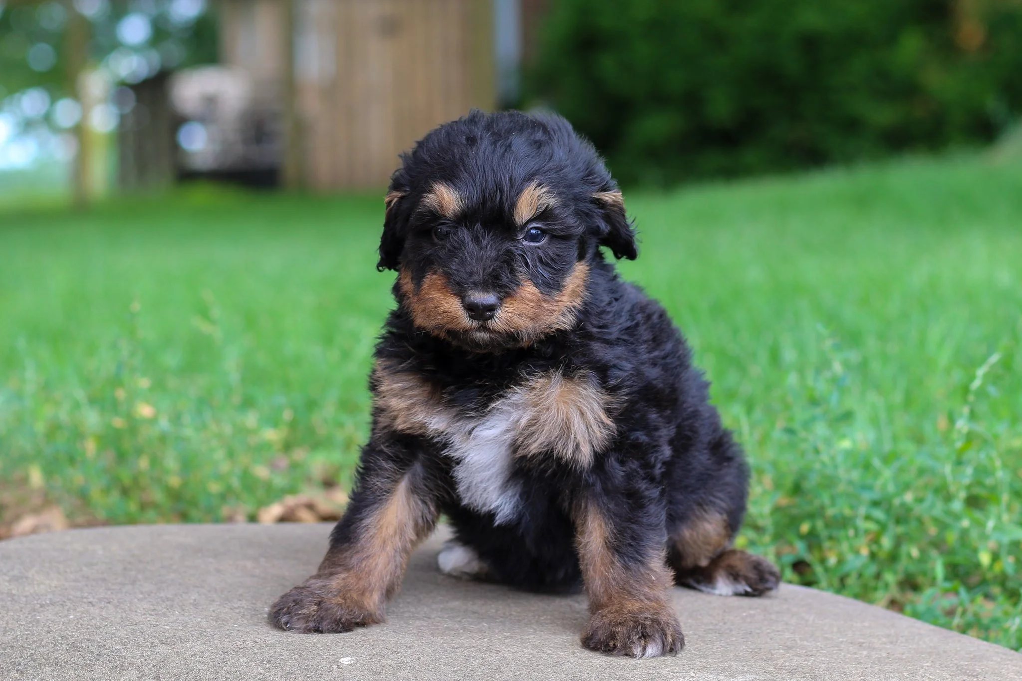 🤎 Meet Cinnamon, our precious little sweetheart! This petite girl has the most gentle, loving nature with a beautifully mild temperament. She approaches everything with sweetness and grace, bringing calming, peaceful energy wherever she goes. Cinnam