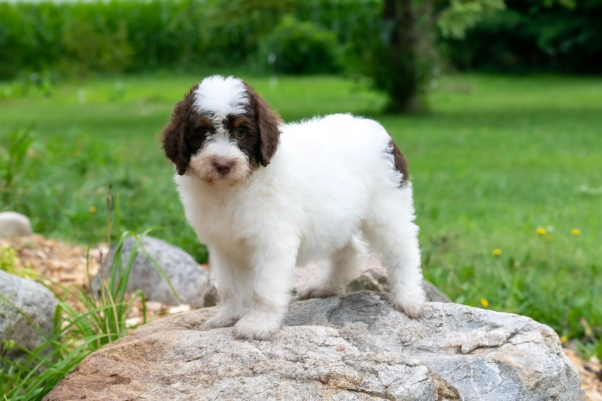 Picture this: you wake up in the morning after a decent night sleep and this ball of fluff is ready to snuggle with you as you enjoy your morning coffee. The birds are singing, the sunrise is beautiful, and the house is quiet. Then, when you kids sta