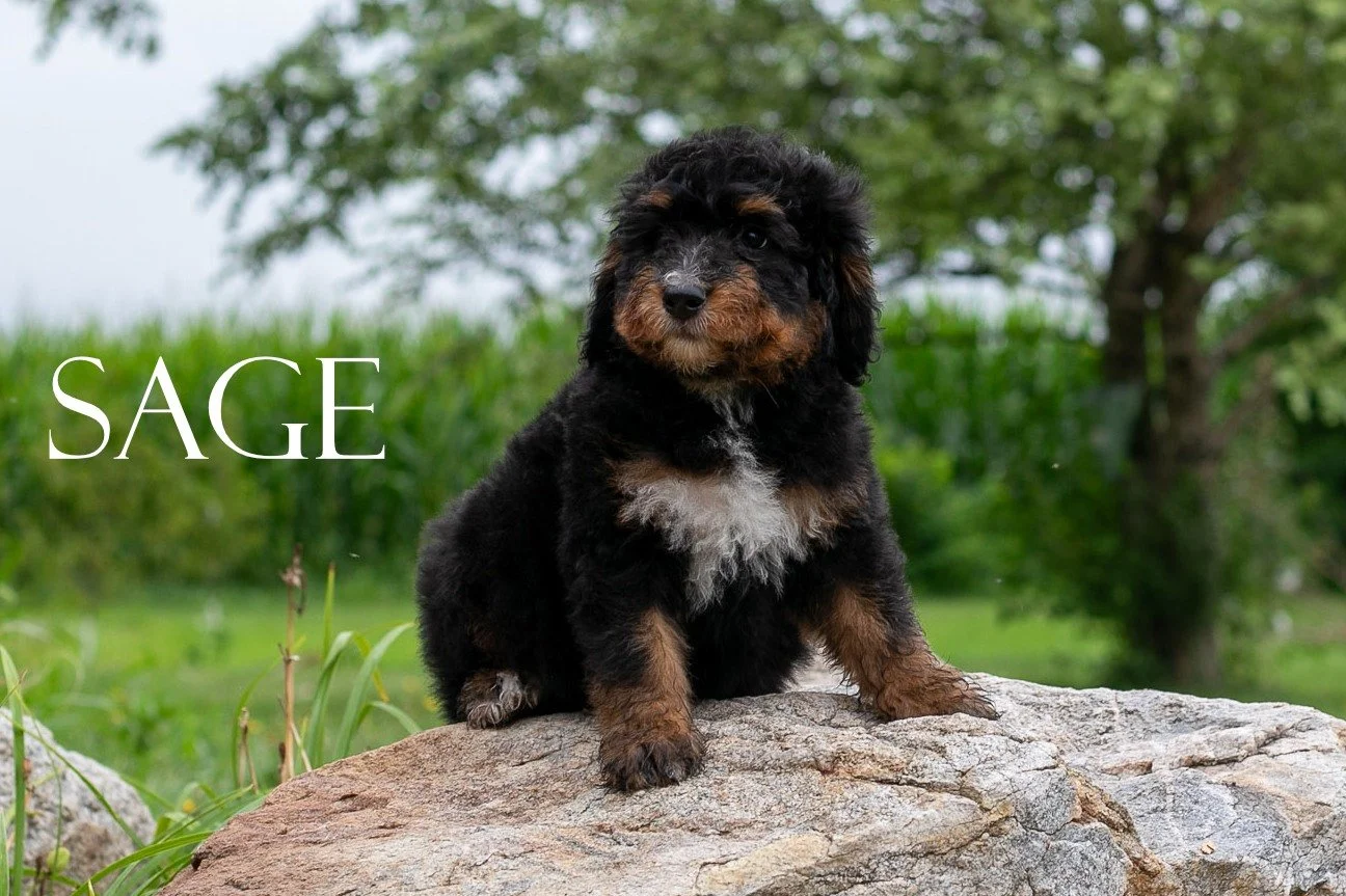 I don't want to pressure any one into getting a puppy...I realize it's a big commitment. BUT, if you've been thinking about it and are on the fence, let me nudge you forward. What's holding you back?

- are you worried about training? We love to prov