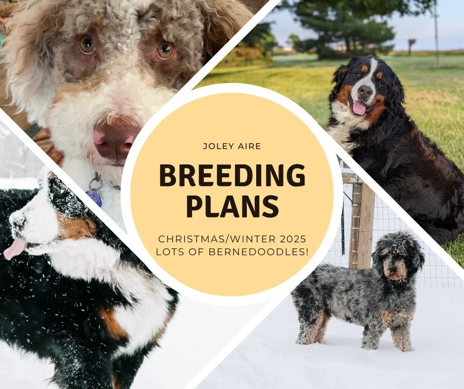 We've been enjoying a break from puppies the last month, but now we're excitedly planning for some upcoming litters of Bernedoodles that will be ready to go just in time for Christmas! The waiting list is open!

Read all about our breeding plans and 