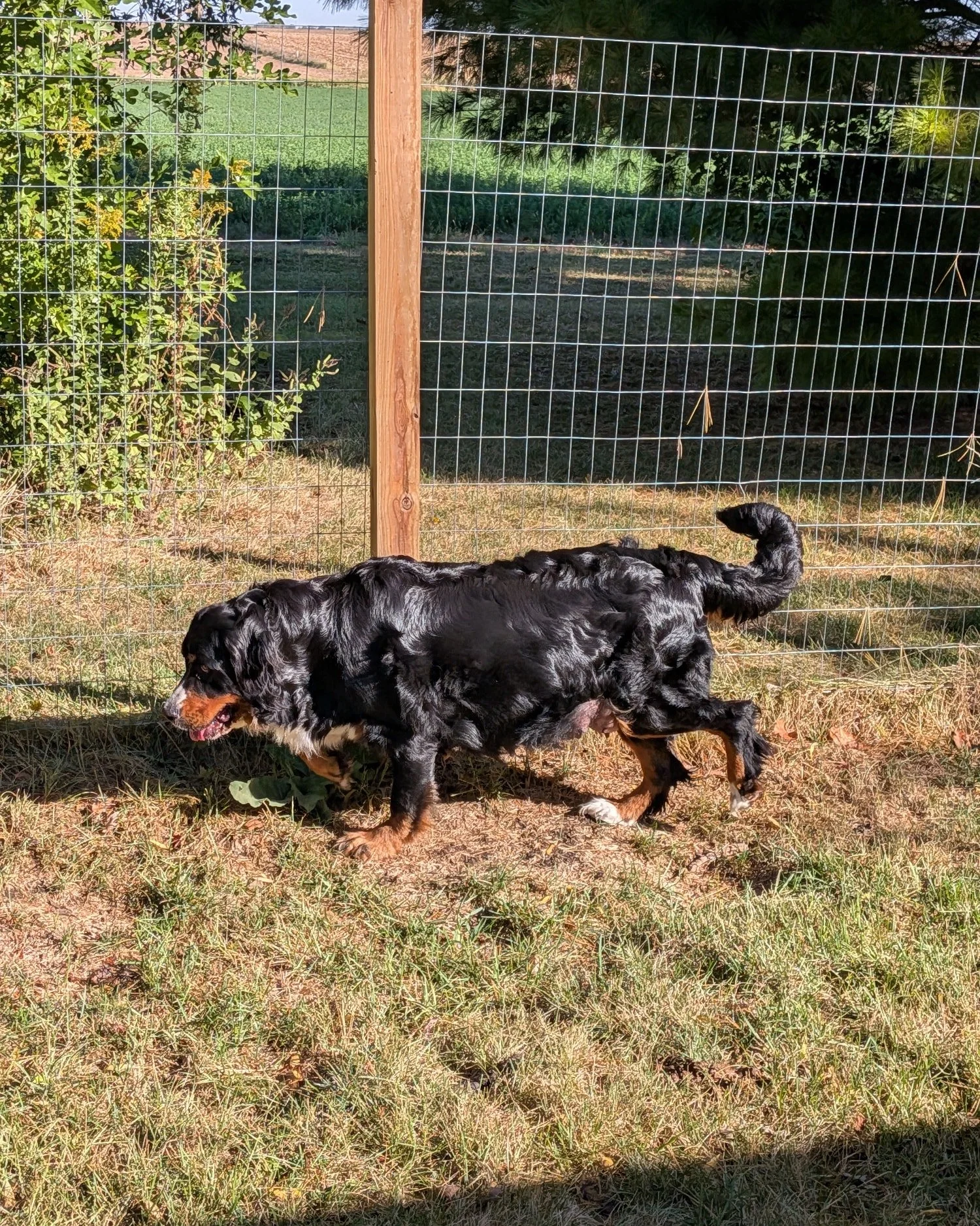 Minka had 9 puppies yesterday and Nala looks like she's starting labor today. I honestly thought Minka looked half the size of Nala, so we'll see how many puppies Nala has. She's huge!!!!!

(These pictures are all of Nala. I didn't take pictures of M