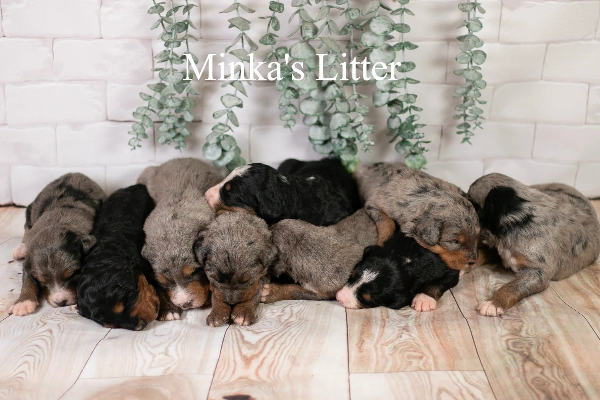 These cuties are chunking up and doing SO WELL! We've been doing this long enough to really appreciate when a litter is healthy and thriving. Even the little one from Minka's litter is off the bottle and gr#bernedoodlepuppies 

2 Week pictures are up
