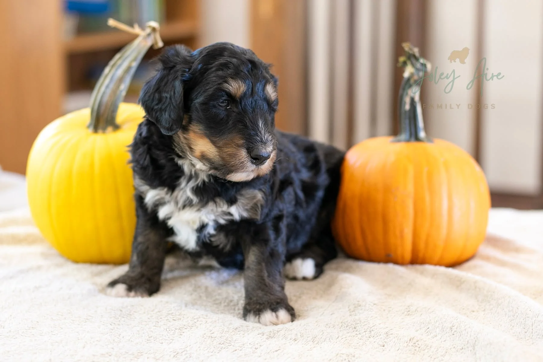 This is Beans from Nala's litter. I think this lovable guy is going to be big! He already has a deeper grunt than some of his siblings. Like most big dogs, he's already showing an easy going, gentle, calm temperament. 

I love his coloring, too. My r