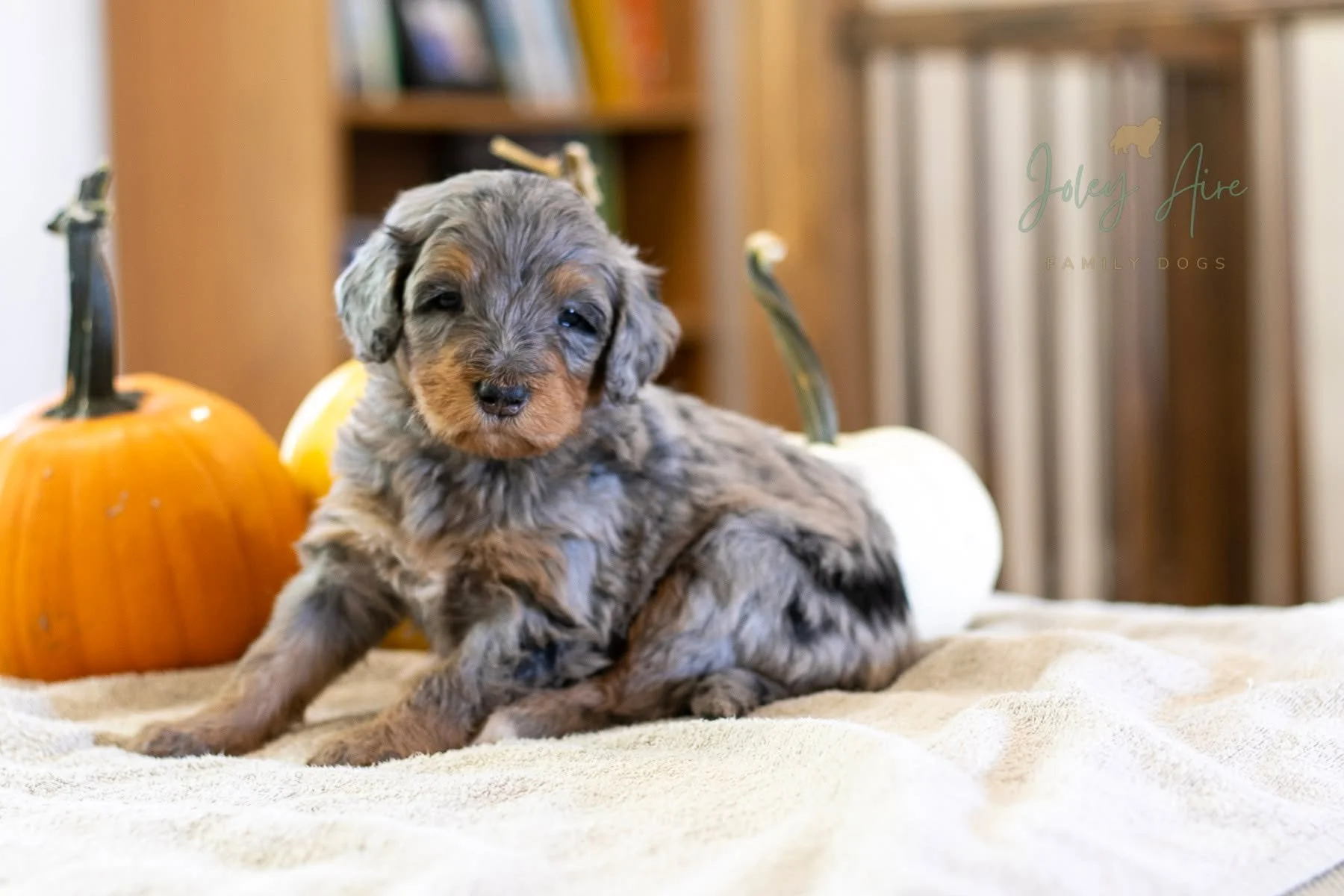 🎉Congratulations to these puppy's families!
Normally, I try to do a separate post for each puppy that finds a home, but I've fallen behind, so we're just going to group them together. These Minka + Winston babies have been reserved and are excitedly