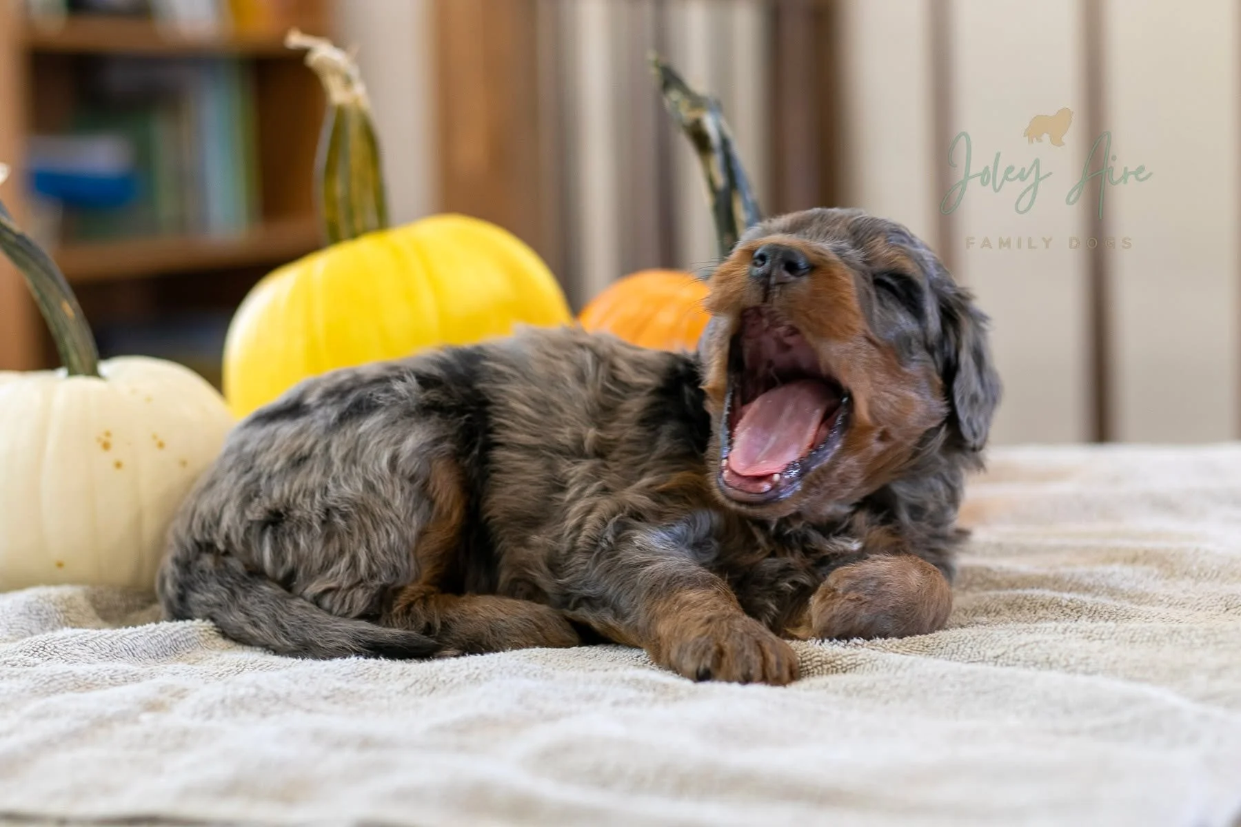 🎉 Carrot found her forever family!!! Congratulations!
This sleepy girl couldn't be bothered with pictures the other day. I tried to entice her to play and look perky, but she was perfectly content to snuggle up by the pumpkins. If this is any indica