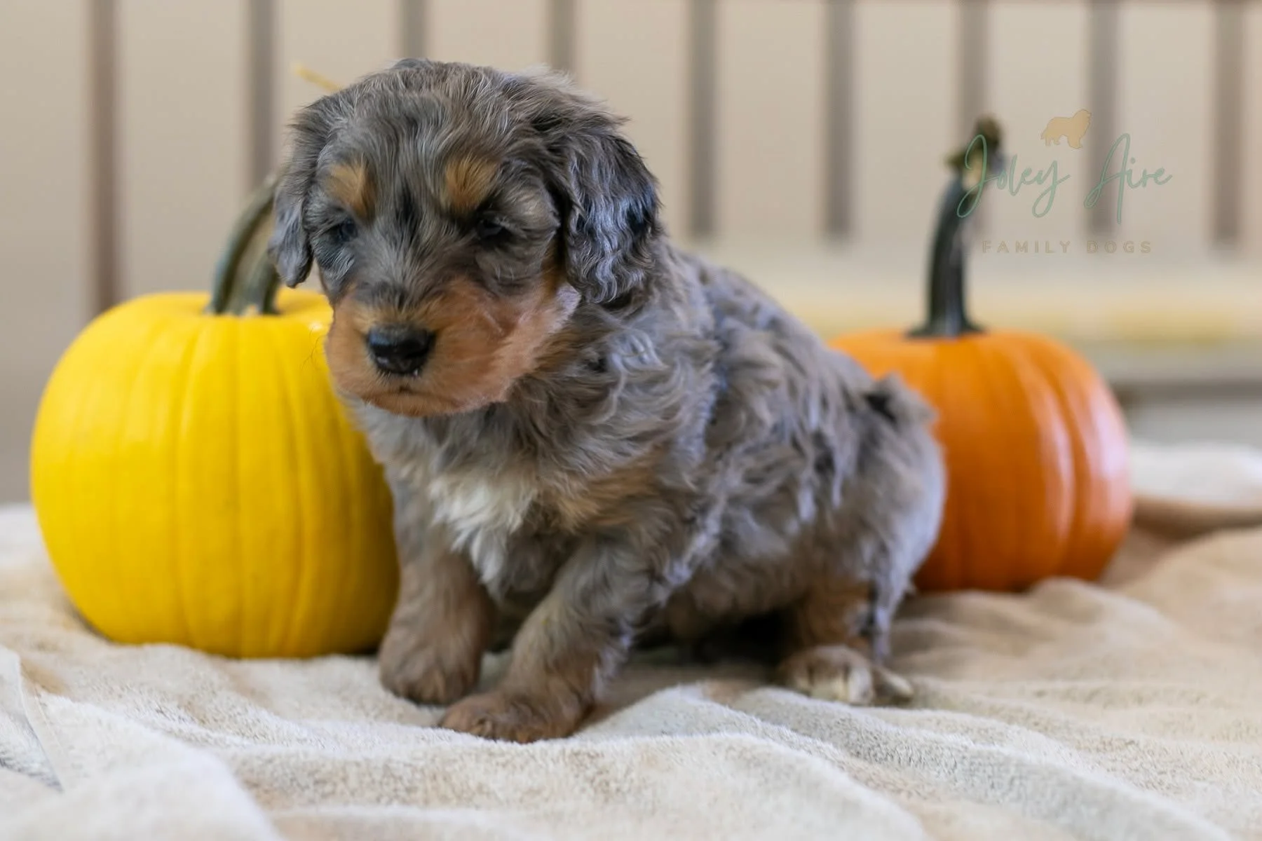 I can't keep him...I can't keep him...I can't keep him....
This is Cucumber, but you should just scroll past real quick and not consider him as your very own, stunning Joley Aire puppy. Seriously, keep scrolling...nothing to see her!
LOL! Realistical