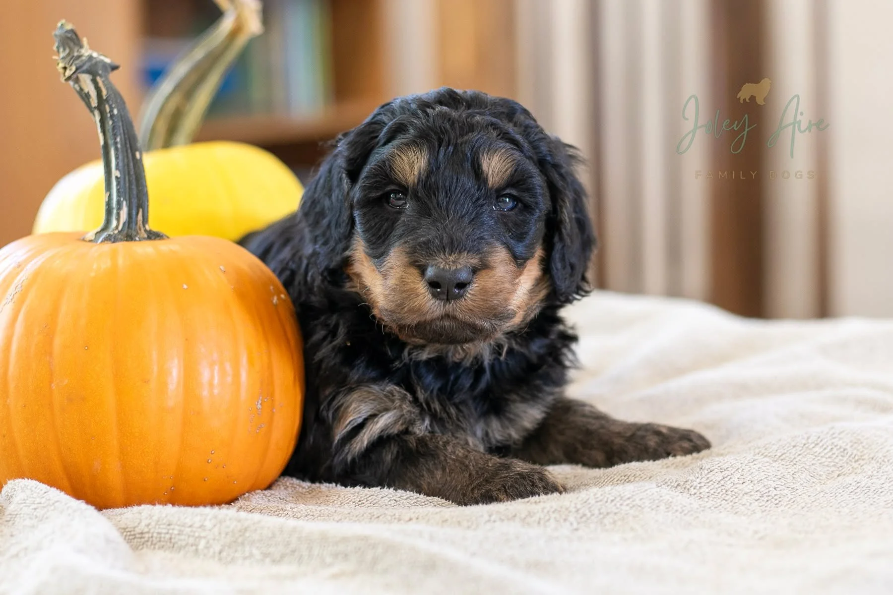 Parsnip says, &quot;Happy Veterans Day!&quot; 🔴⚪🔵 (I should have put a flag in the background of his pictures).

We are so grateful to live in the land of the free BECAUSE OF THE BRAVE. The sacrifices they gave up allow us to do what we love, which