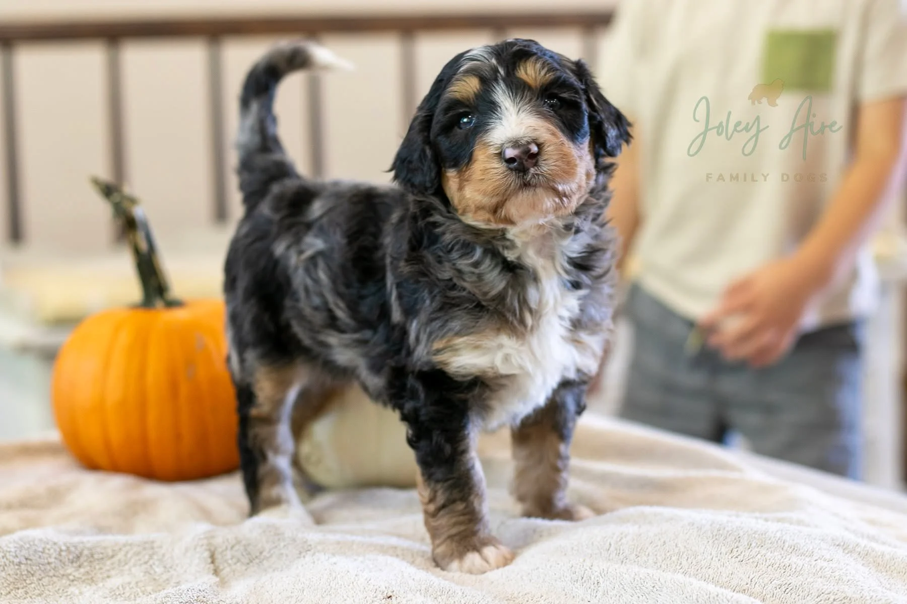 Radish is one of the most uniquely colored Bernedoodle puppies we've ever had! He's a very heavily marked tri-color merle. Absolutely stunning!

We are hoping for more puppies like him with our upcoming stud, Jasper. 

It was no surprise when Radish 