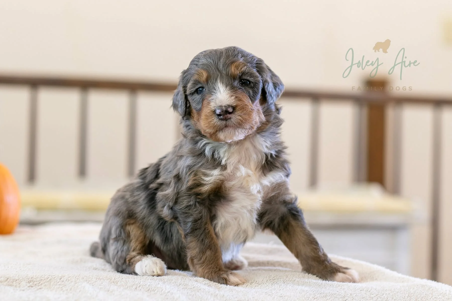 This special little guy is the smallest in Nala's litter. His name is Turnip! Despite his small size, he's never needed to be bottle fed or extra help from us. We kept a close eye on him early on, but he's shown us how strong and healthy he is day af