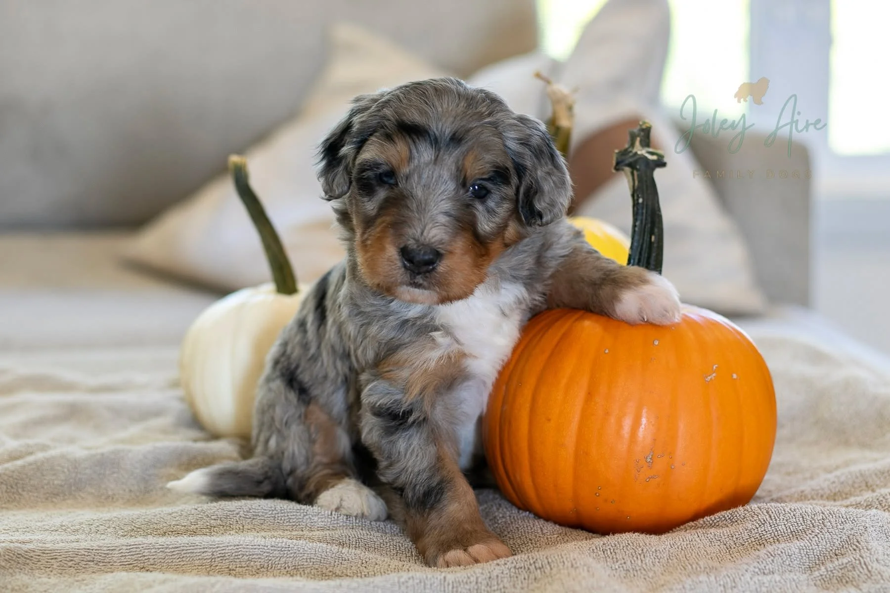 Zucchini always trips me up when I'm editing his pictures because he looks like a different puppy on one side vs. the other side. One side of his body has heavy merle markings and the other side is more minimal. Does he have a &quot;good side&quot;? 