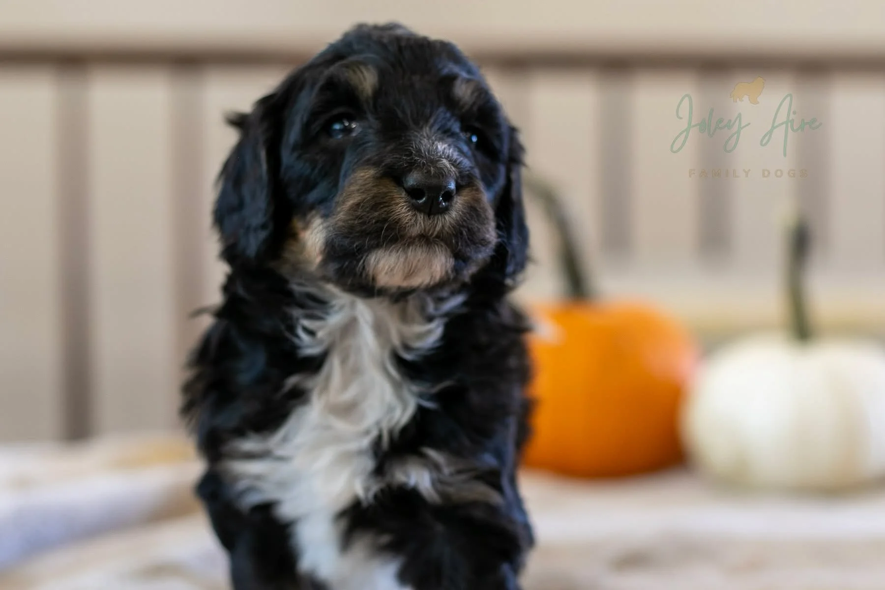 Sweet Pea lives up to her name by being the sweetest puppy ever! She's generous with her kisses and tail wags, that's for sure! Since she is my daughter's favorite puppy, she might get a little more attention than her siblings...she certainly get's d