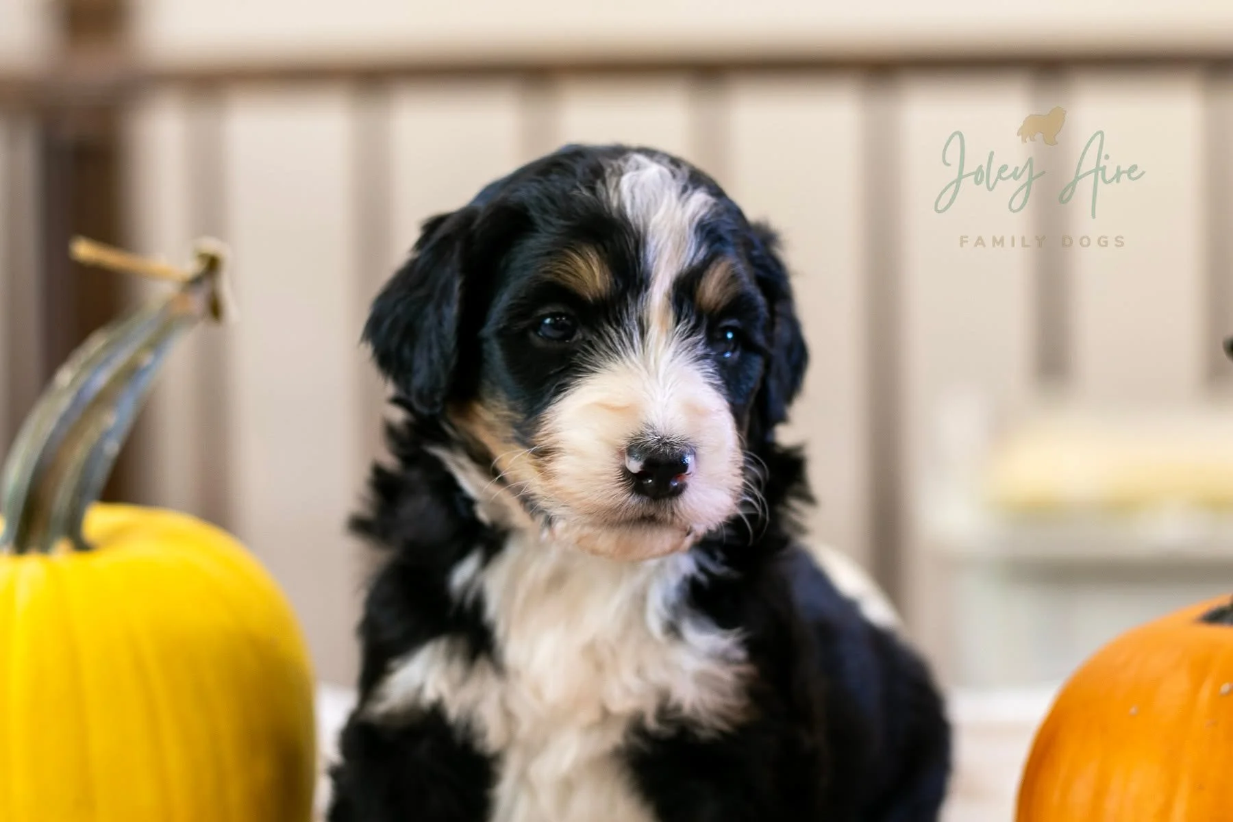 We had only two classic tri-colored Bernedoodle puppies in the current litters, which is why I'm shocked that Mr. Goodbar is still available! (His sister, Kit Kat was the second puppy picked).

Mr. Goodbar is a good natured pup and he's really good a