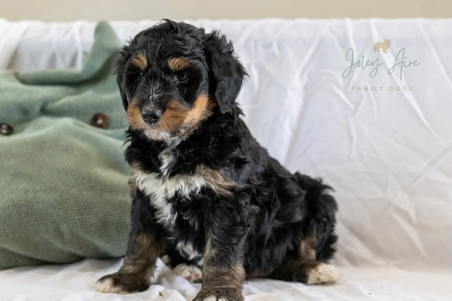 Taking 6 week old puppy pictures is a bit more of an adventure than newborns! Somehow we managed to get a few decent shots amidst the tail wagging and playful pounces. Here are some of my favorites 👇🏻. The rest are on our website.