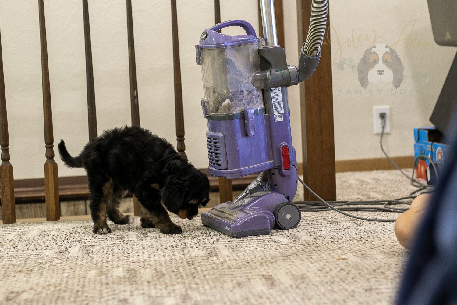 Mini Mae Bernedoodle Puppy-376.jpg