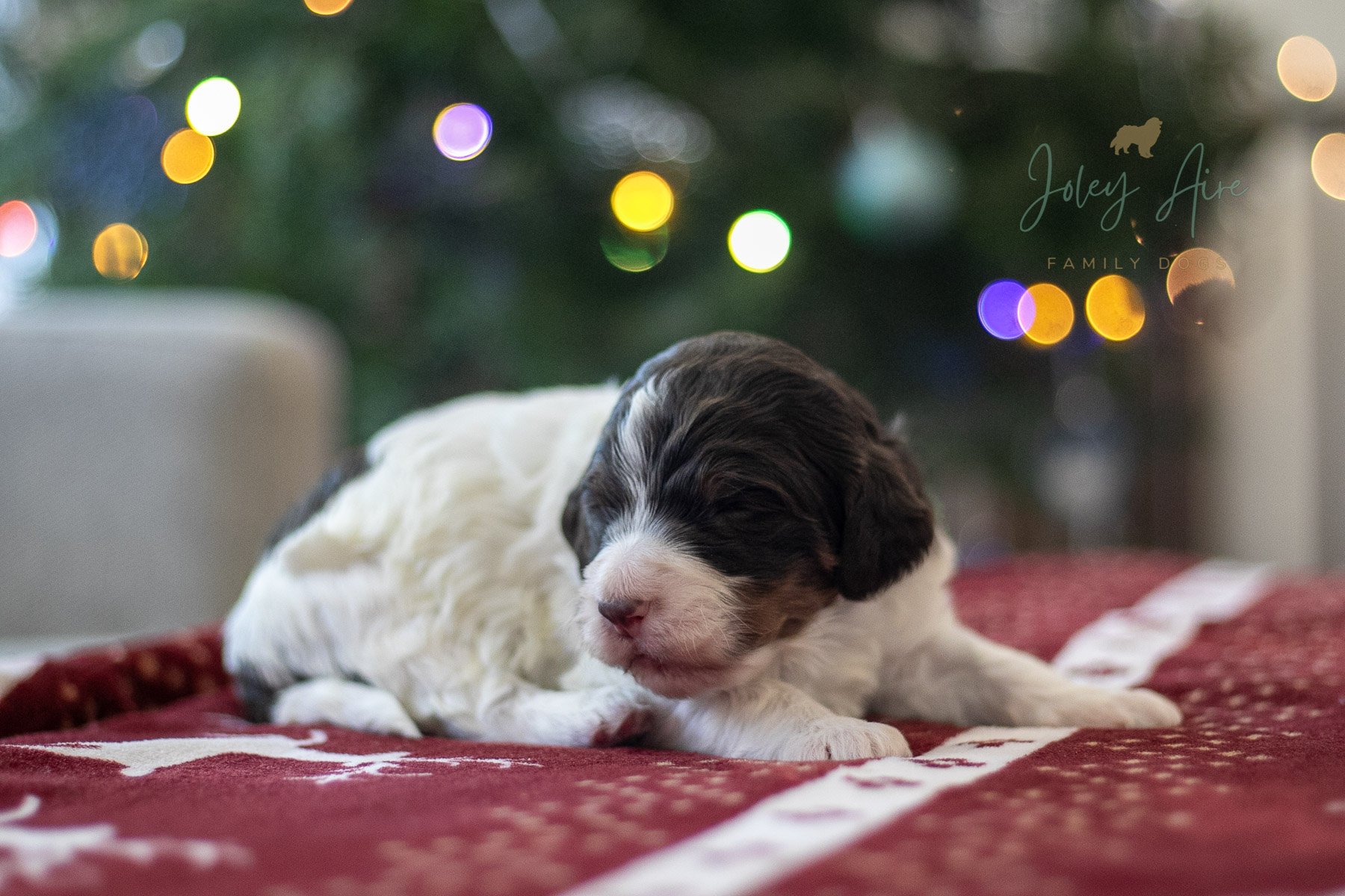 Gandalf - Chocolate Parti Bernedoodle Puppy