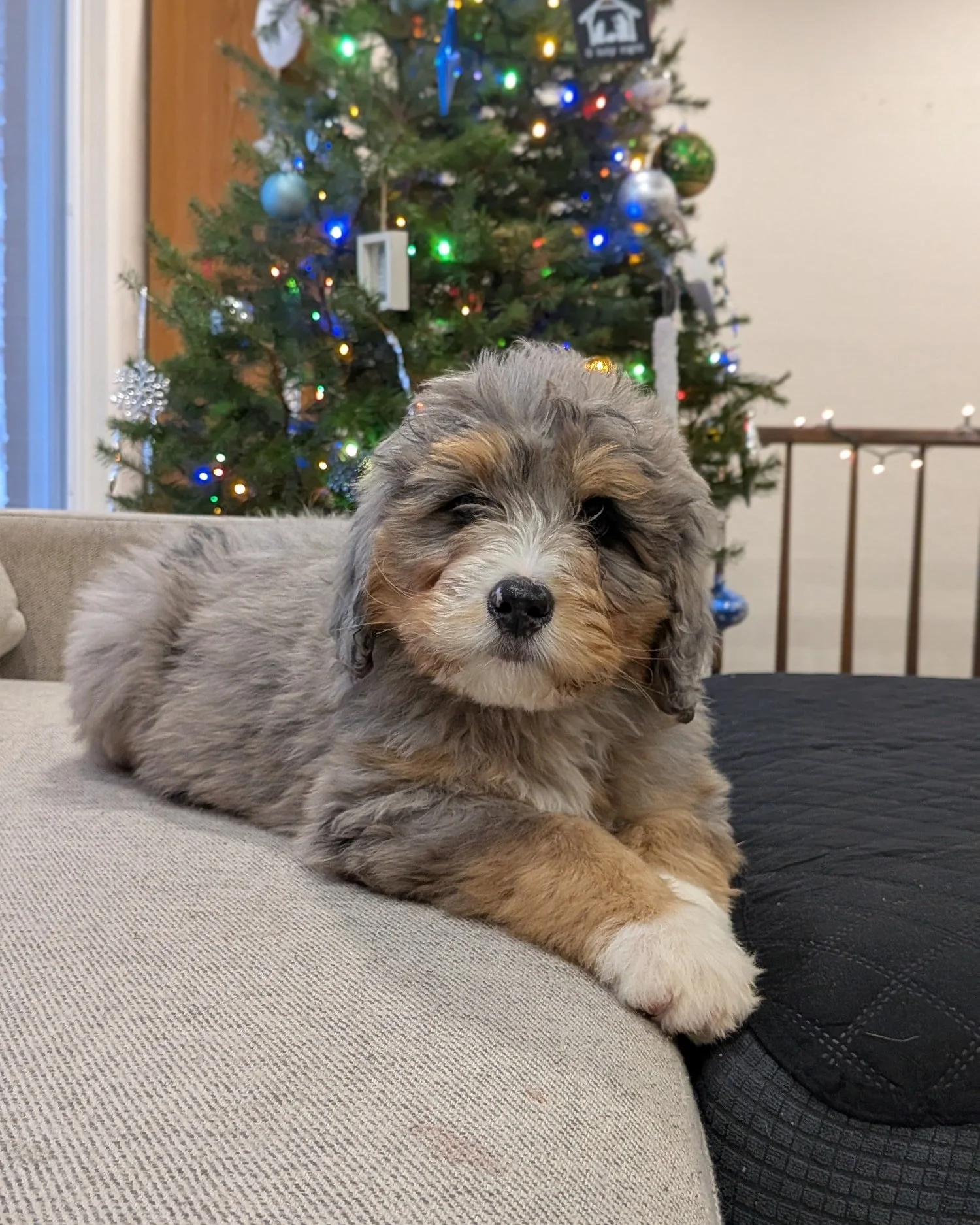 These pups are at that bittersweet stage &mdash; old enough to head off to their new homes, but still very much part of our family here.

So thankful for the families who get to love them next.

#bernedoodlepuppy #bernedoodleforsale #bernedoodlebreed