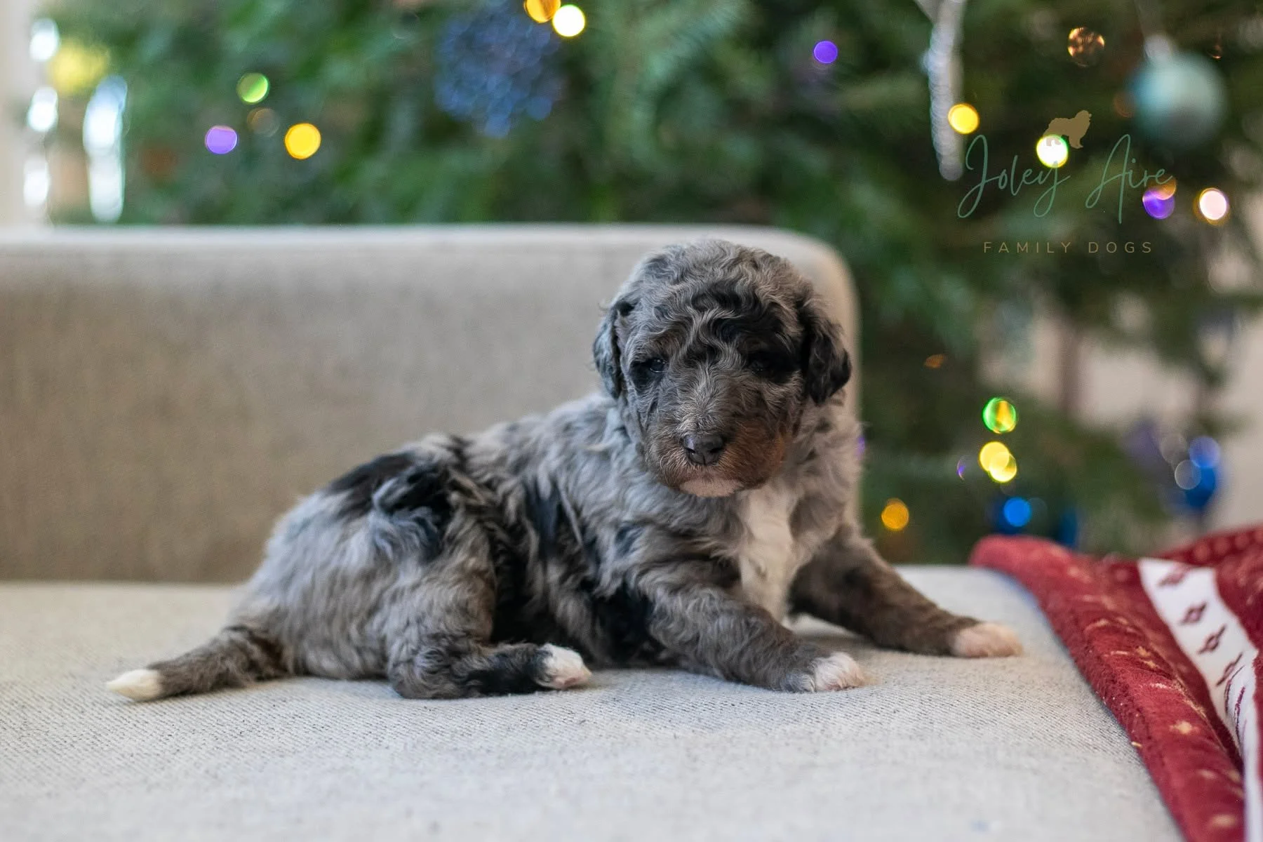 Puppy picks are complete for Bonnie and Suki&rsquo;s litters, and these are the puppies still available.

It&rsquo;s always hard to believe how quickly they grow, but we&rsquo;re thankful for how healthy and sweet these pups have been &mdash; they&rs