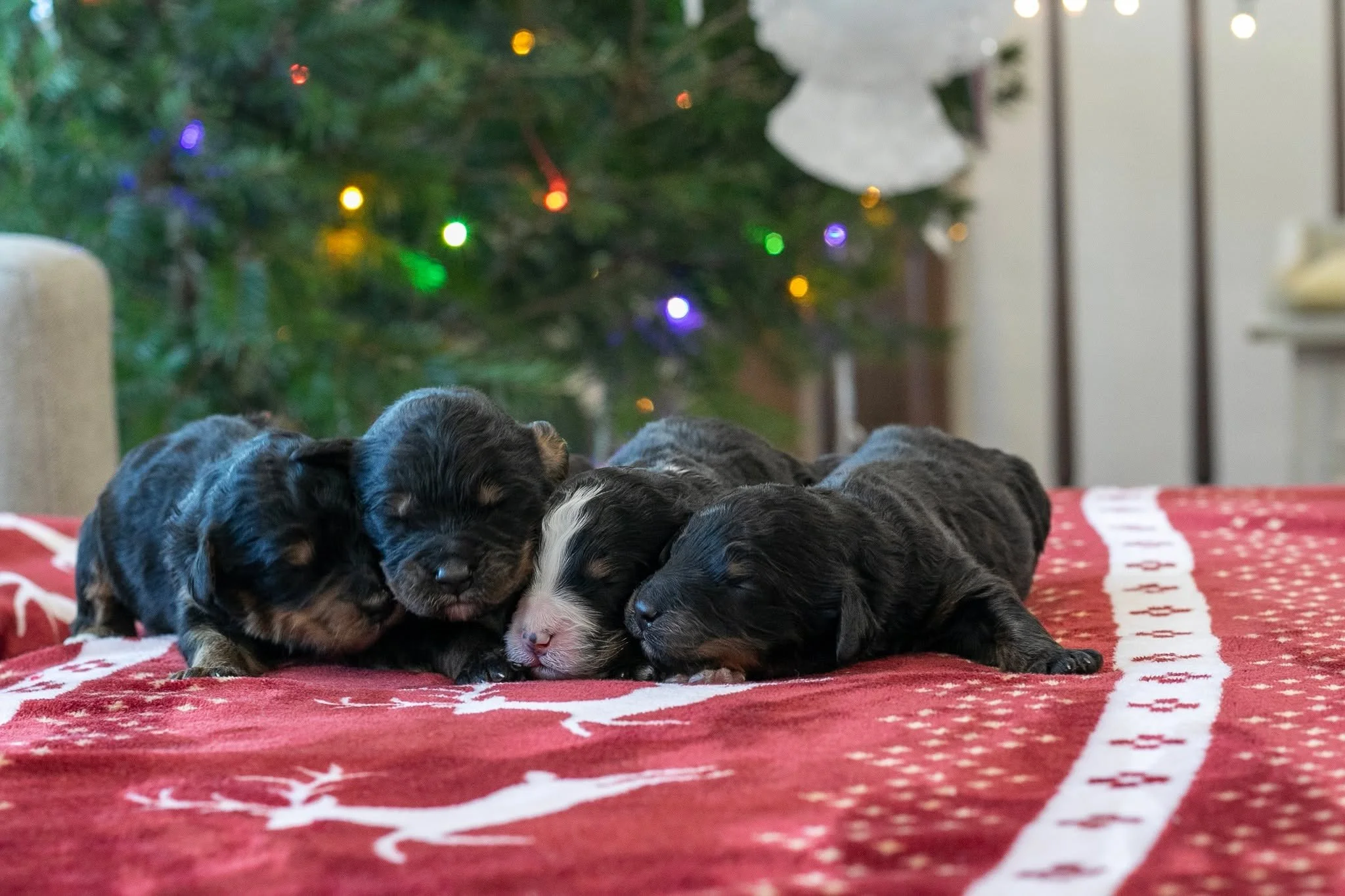 Apparently we thought it would be a good idea to have three litters at once 🤪. It's been busy, but there's something about a challenge that really drives you to do your best. I feel confident that, though there are a lot of them, we are giving each 