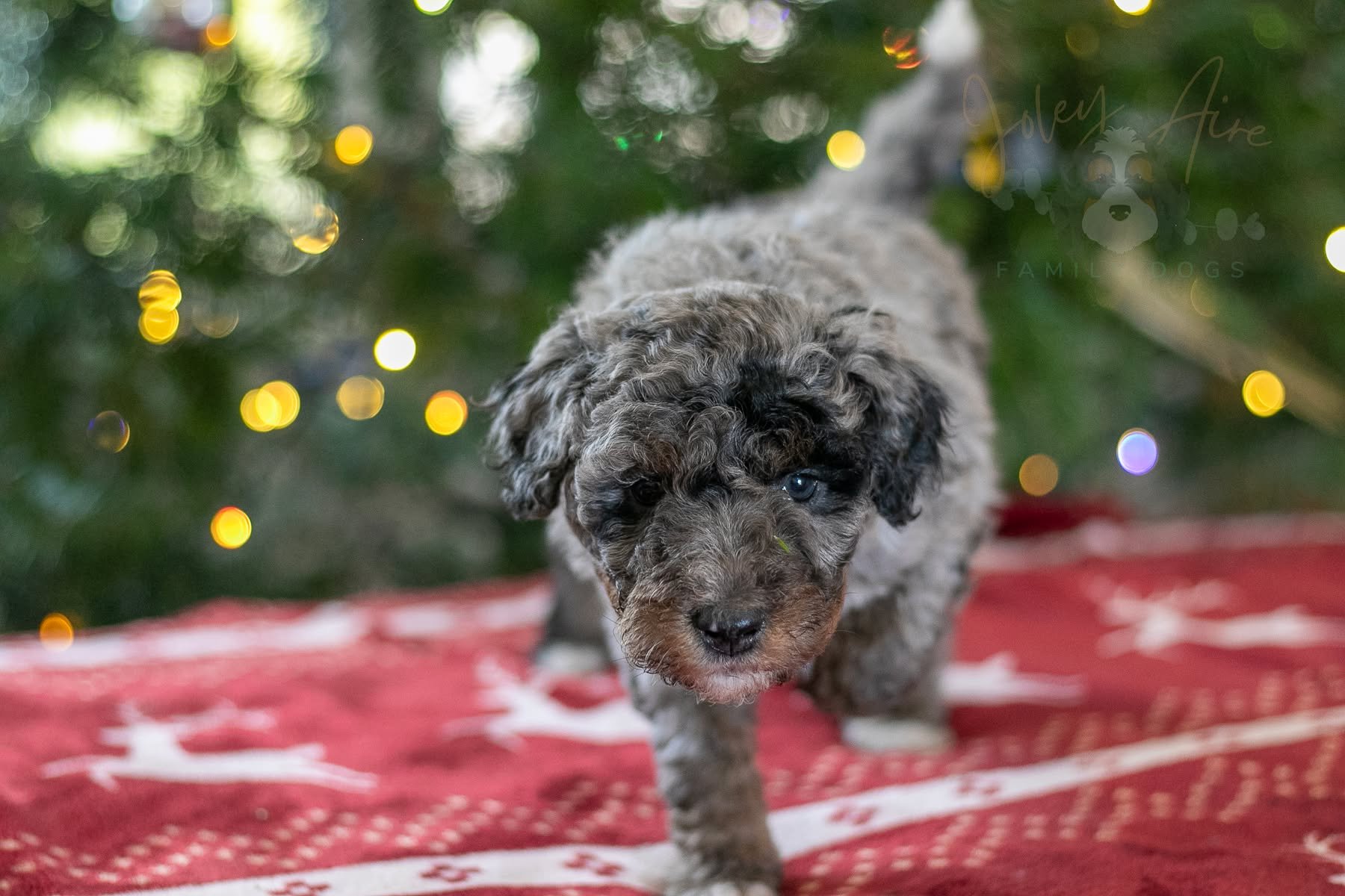 I wasn't sure if I'd get pictures done this week, but thankfully I had time today to capture these sweet moments. These are some of my favorite shots from Suki's litter. At 5 weeks old, their personalities and playfulness is starting to shine and the