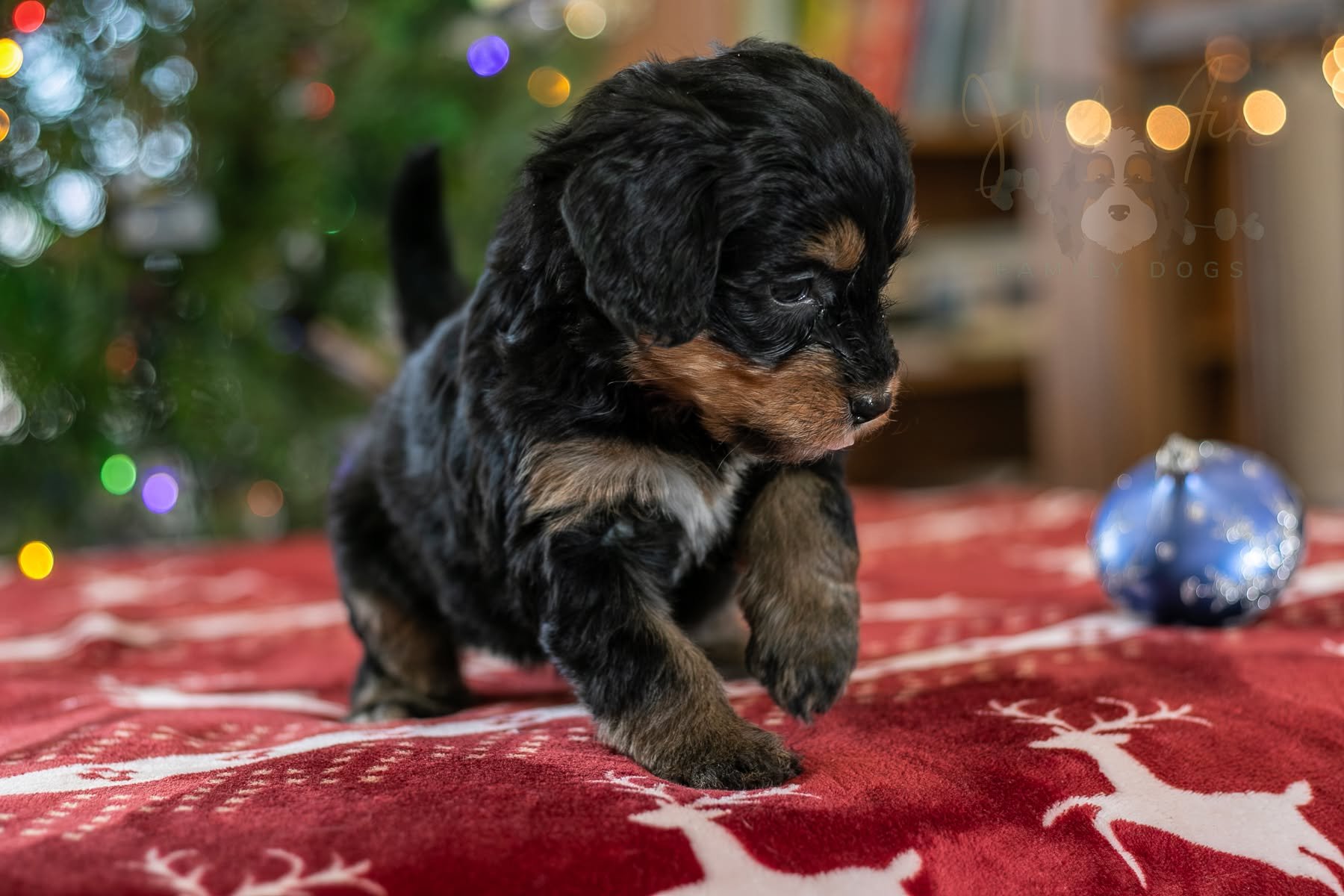 Merry Christmas Eve from Miss Elbrus! This girl has SO MUCH PERSONALITY! Usually puppies don't stand out at this age, but Elbrus is hard to overlook because of her perky, friendly demeanor!
Elbrus is going to bring so much joy to one lucky family - j