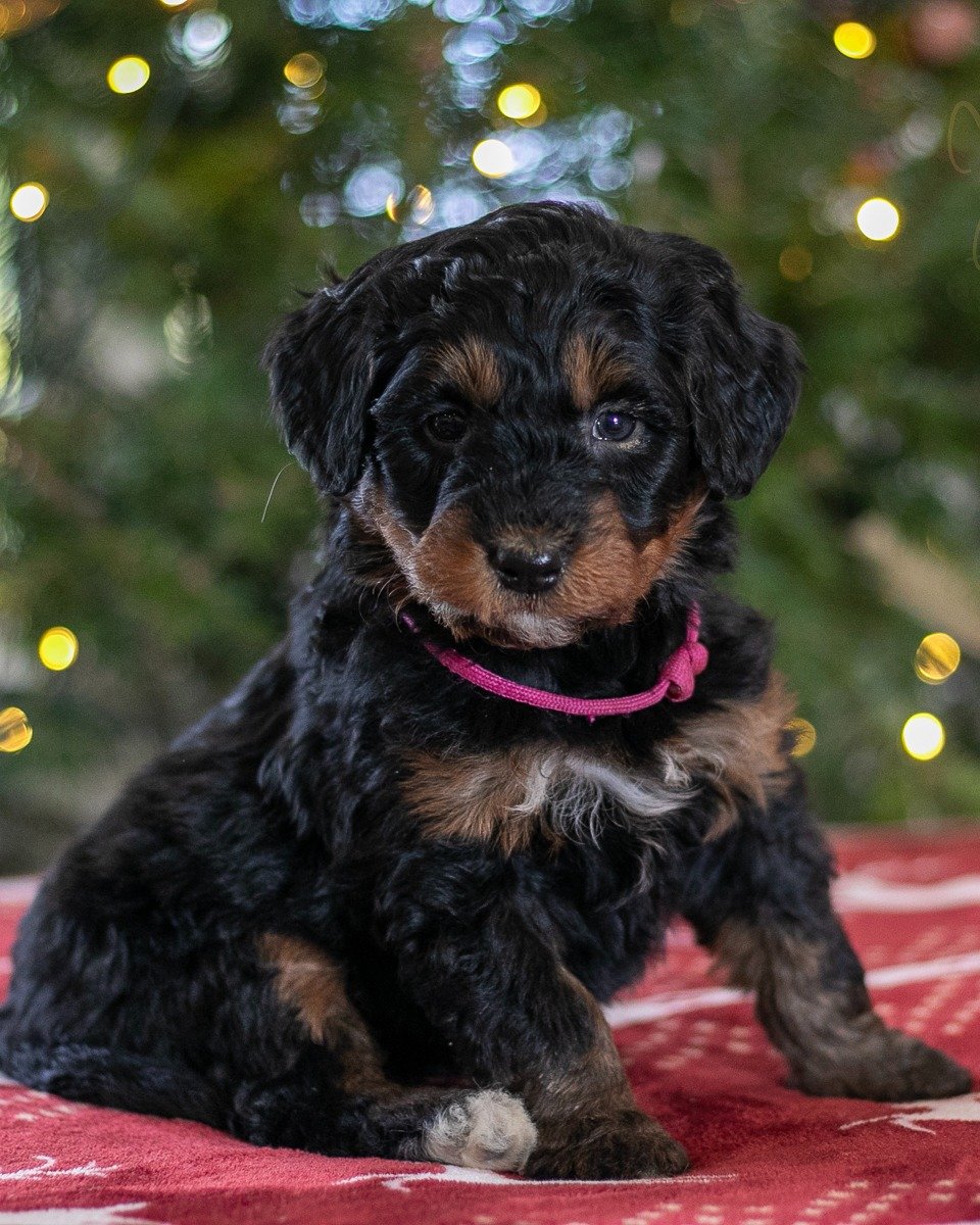 Merry Christmas! 🎄 We&rsquo;ve been so blessed this season with beautiful puppies and precious adult dogs, and it&rsquo;s hard to put into words how grateful we are for this life we get to live.

Our mission is simple: to breed and raise loving, hea