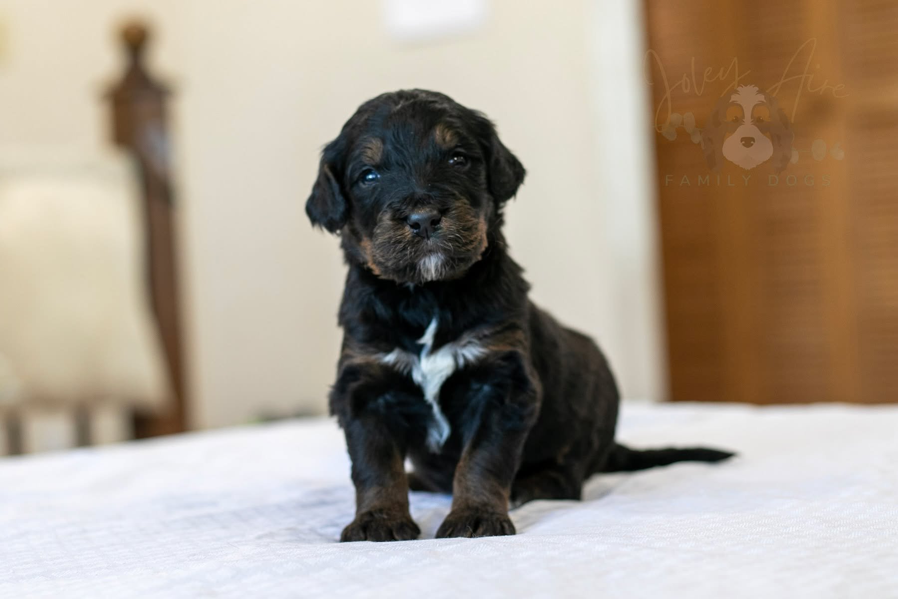 Puppy Spotlight: Aurora and Cinderella from Pixie's litter of F1 Bernedoodles. These lovely little princesses are four weeks old and learning all kinds of new things. Our kids love playing with them every day!

Funny story - we had our nieces over fo