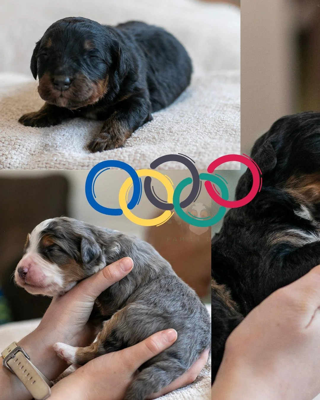 ❄️🏅 Introducing Our Winter Olympics Litter 🏅❄️

On Christmas Day, our sweet Lulu and laid-back Winston welcomed 11 beautiful F1 Bernedoodle puppies into the world &mdash; and we couldn&rsquo;t imagine a more joyful way to celebrate the season.

Thi