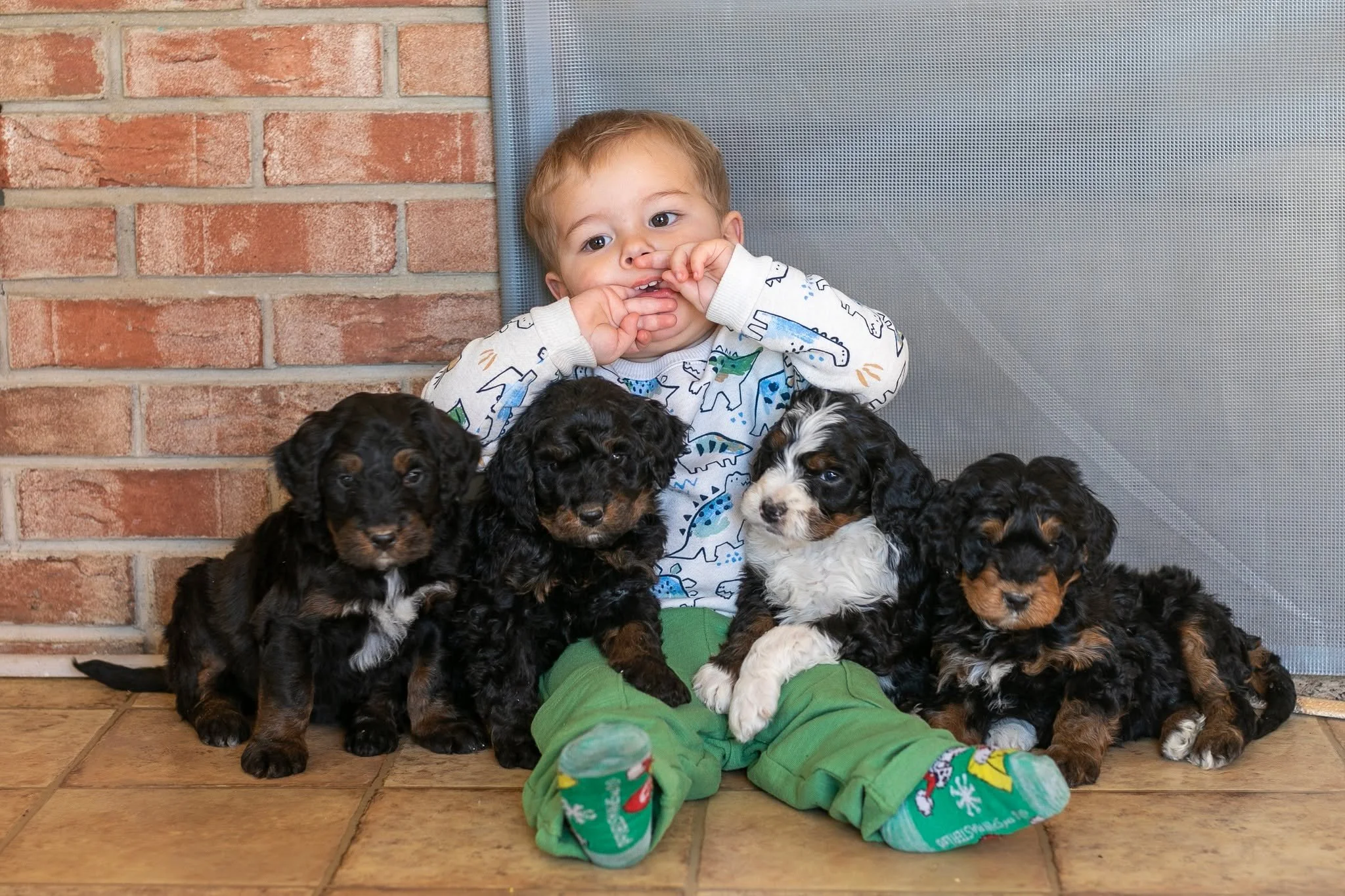 Pixie's four puppies got their pictures taken today! It goes so much faster with a smaller litter! This week we are really starting to see personalities pop! 
🩷 Aurora stands out as the most confident.
💛 Belle is incredibly sweet and loves to lick!