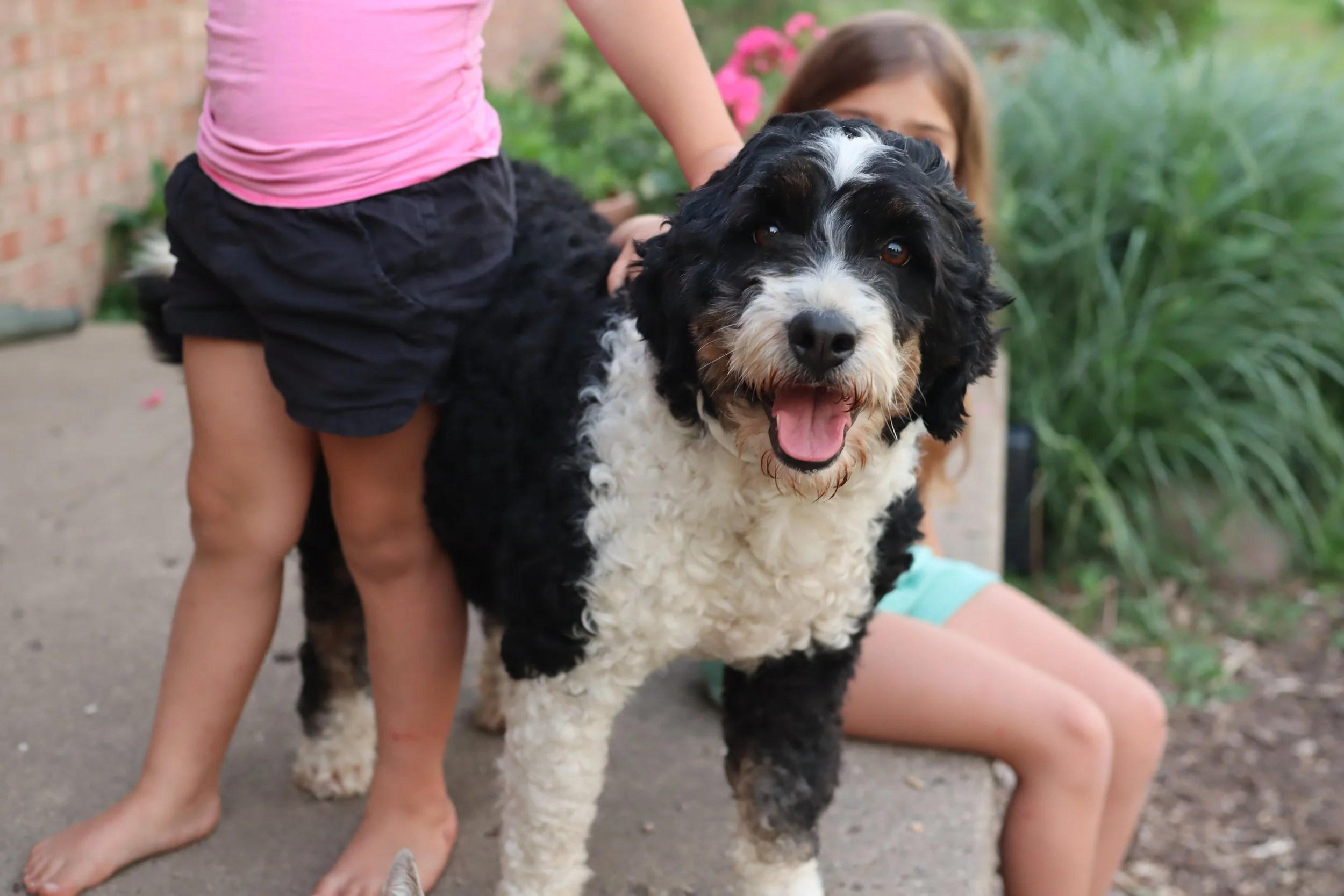 Suki is Retiring! Is It Bad to Rehome Her?