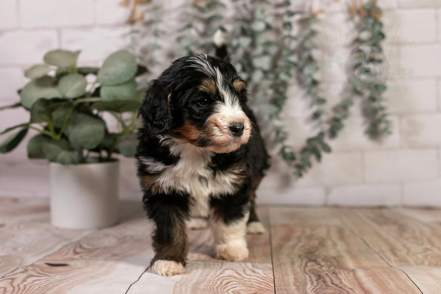 People often ask how we can tell the tri-colored puppies apart. It's easy! While they may look alike initially, they actually all have very distinct features. Take Axel, for instance. This dapper fellow boasts a tall white sock on his right front leg