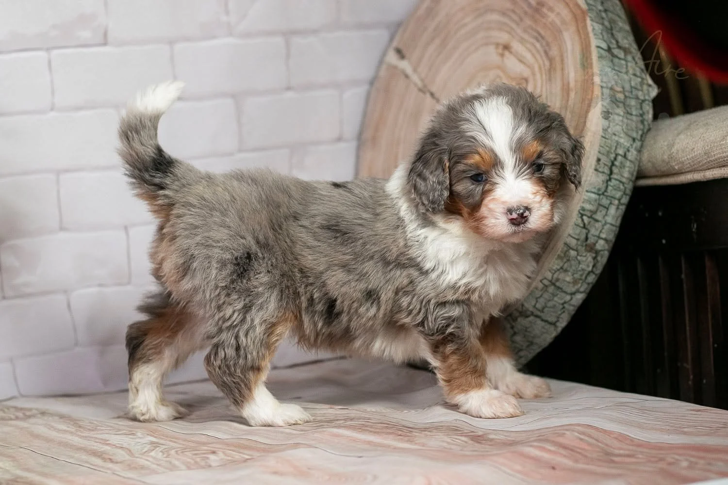 Wow! Wow! Bobsled gets prettier everyday! He's such a stunning Bernedoodle in both his coloring and structure and we can't take our eyes off him! My favorite thing about him are his blue eyes and white collar. The pink splotches on his nose are also 