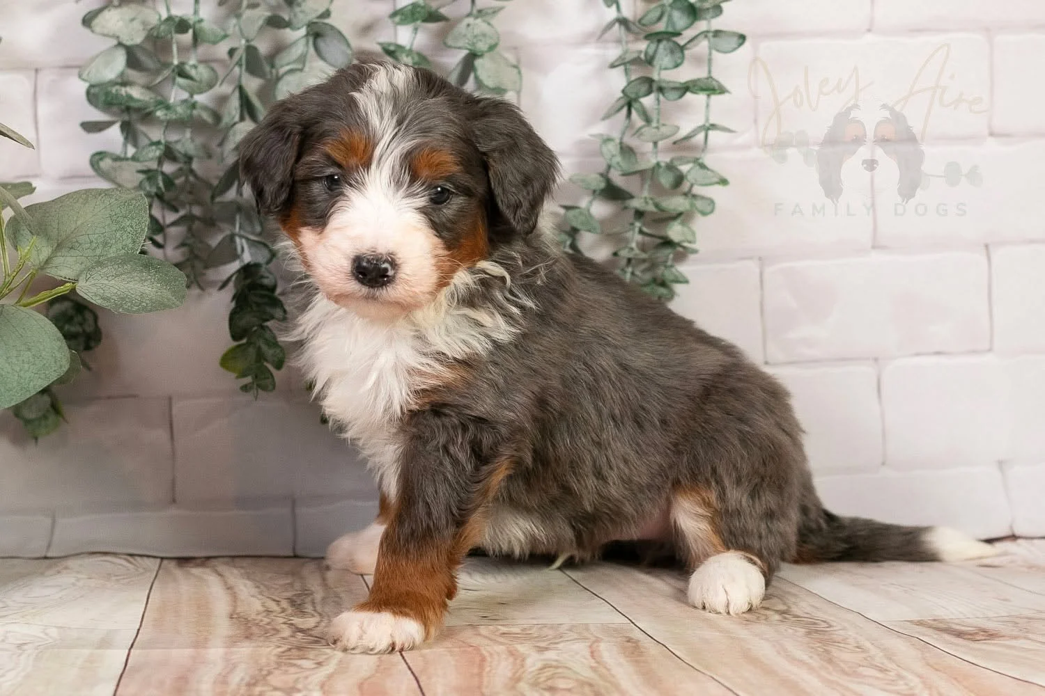 The grey in Nordic's coat is uniquely dark. We've had merles with light grey and black spots, but rarely have we had one with darker grey like Nordic. I think the contrast makes him extra beautiful! Not to mention his dark red and perfect white marki