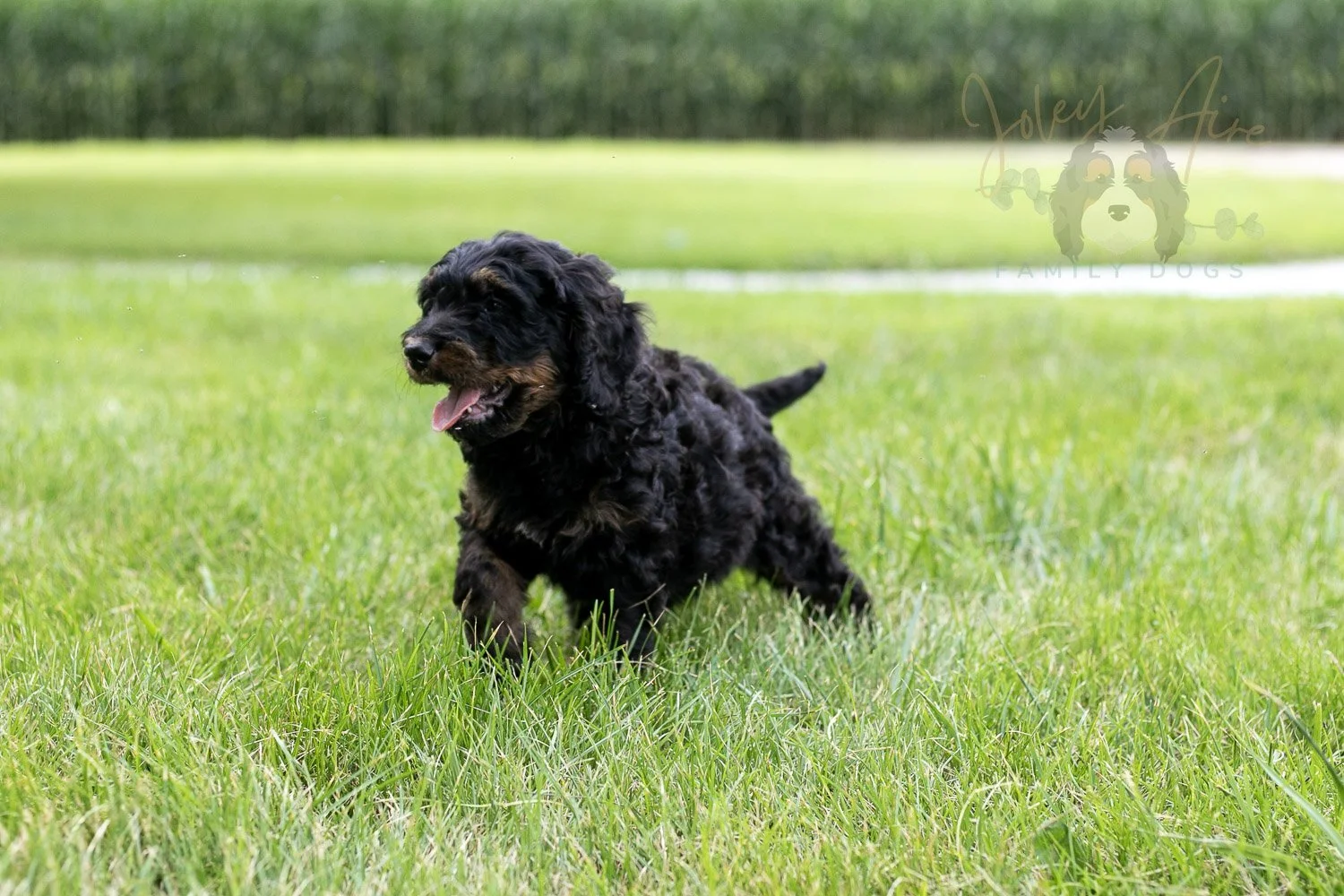Bryce Bernedoodle Puppy-68.jpg