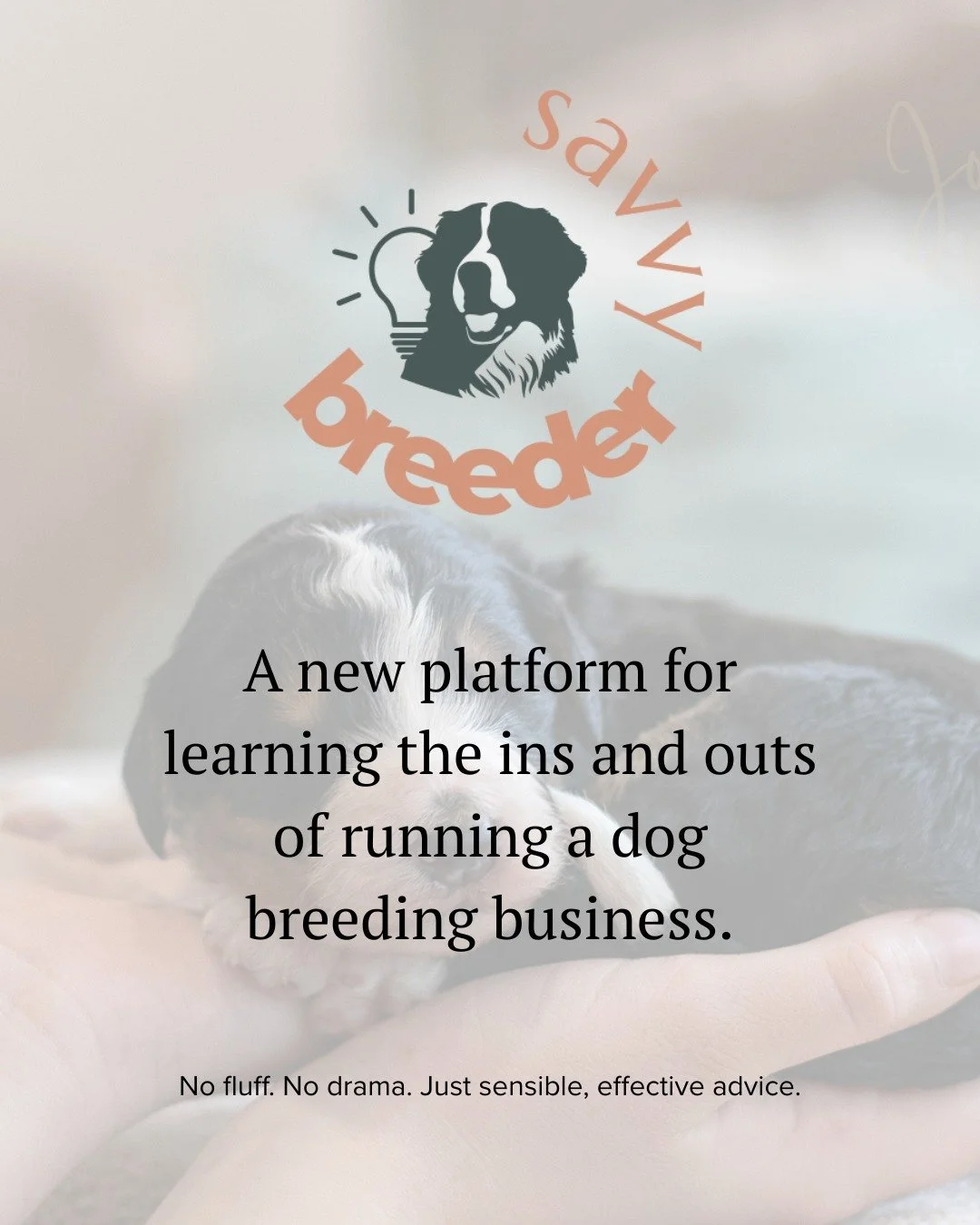 I've been quiet on social media for the last month or so. We have had a lovely break from puppies and are busy doing a lot of work behind the scenes.

One project that I'm particularly excited about is Savvy Breeder. It's hard to believe that we've b