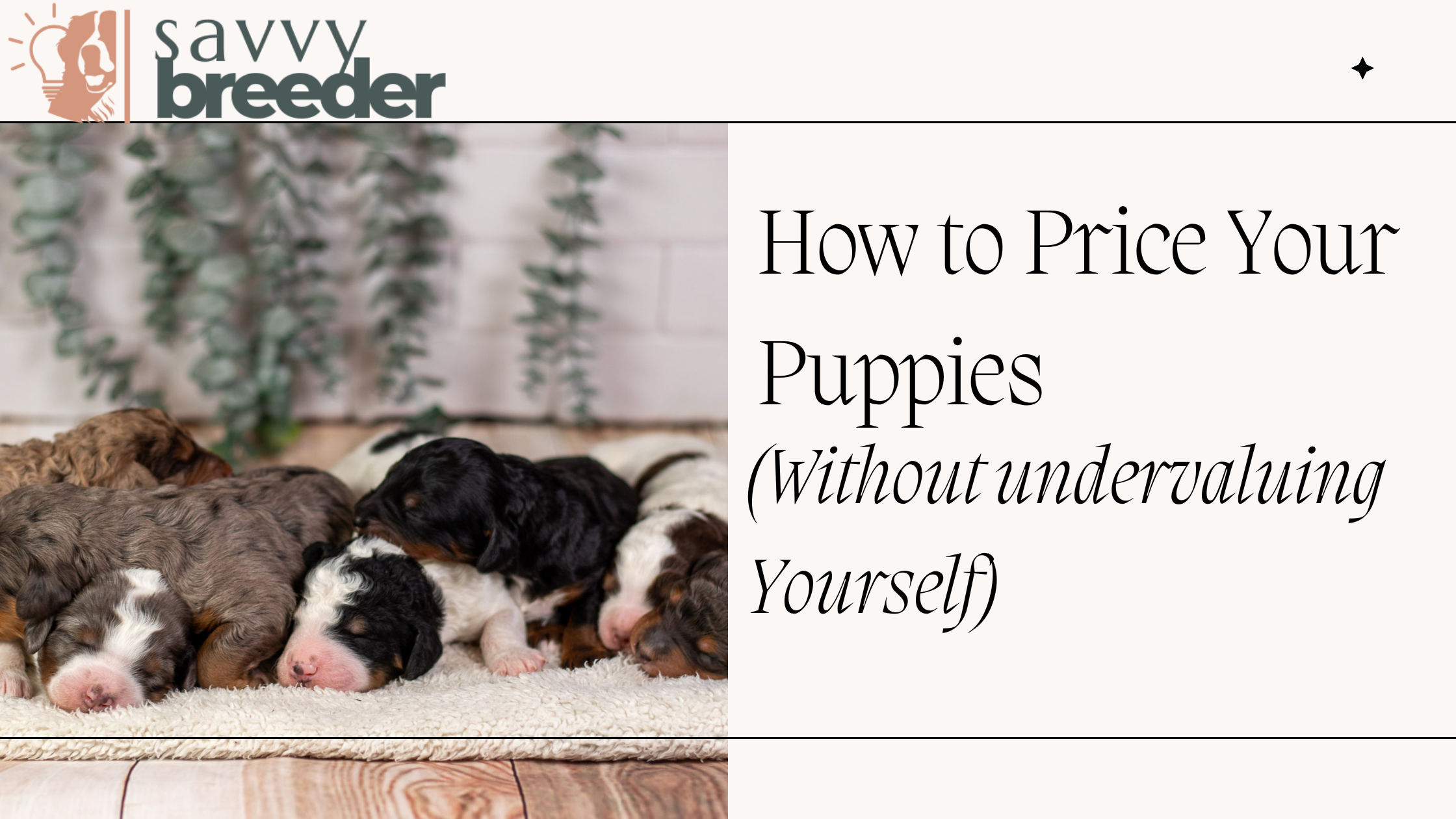 How to Price Your Puppies (Without Undervaluing Yourself)