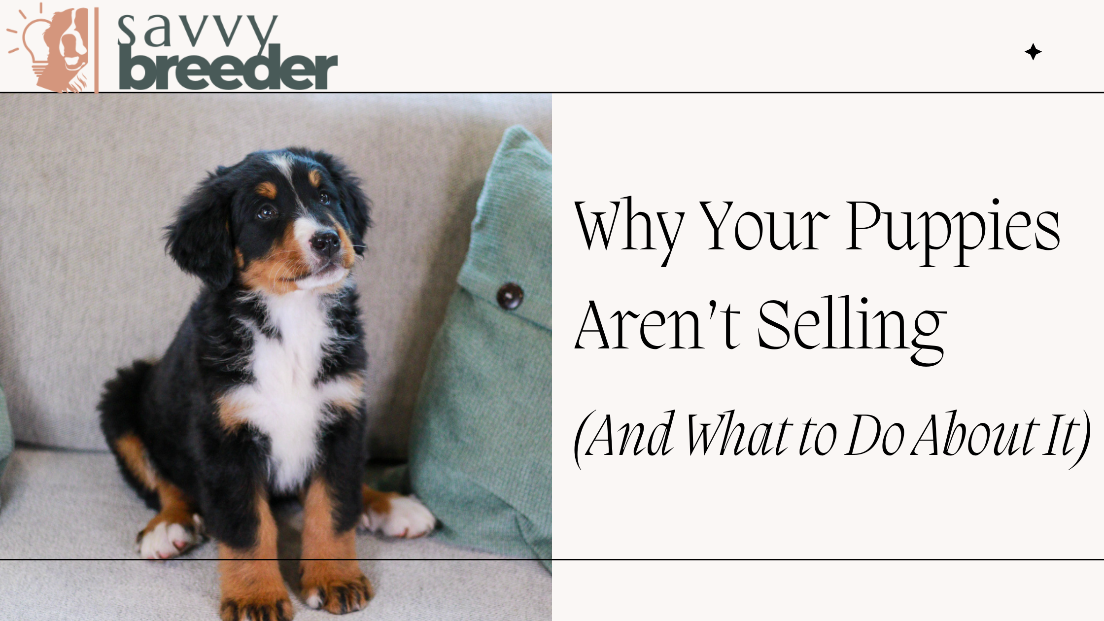 Why Your Puppies Aren’t Selling (And What to Do About It)