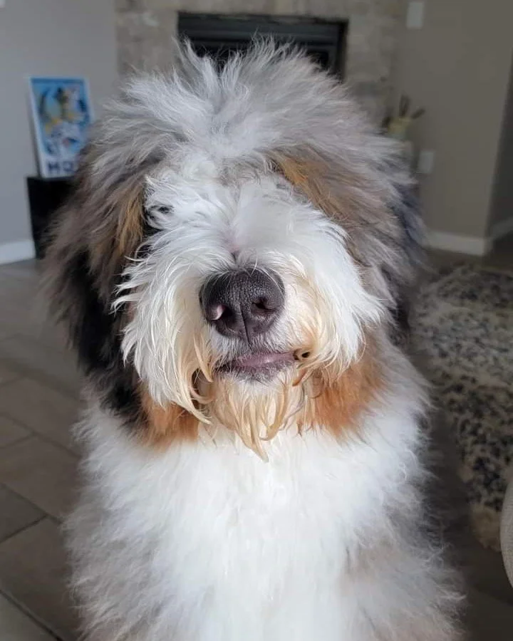 All the puppies from our winter litters have found homes and we are ready for a short break. 😴 
Our next litter will be out of Minka and Winston (one of our best combinations!) in April - ready to go early in June. The timing for this litter couldn'