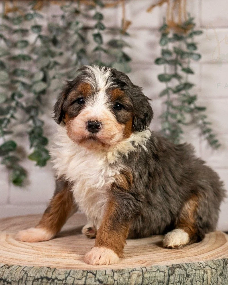 The family that reserved Miss Luge is no longer going to be able to take her. This is a unique opportunity as these beautiful merle puppies tend to get snatched up quickly.  She'll be 8 weeks old on Feb. 19th.

Part of me is tempted to keep her for o
