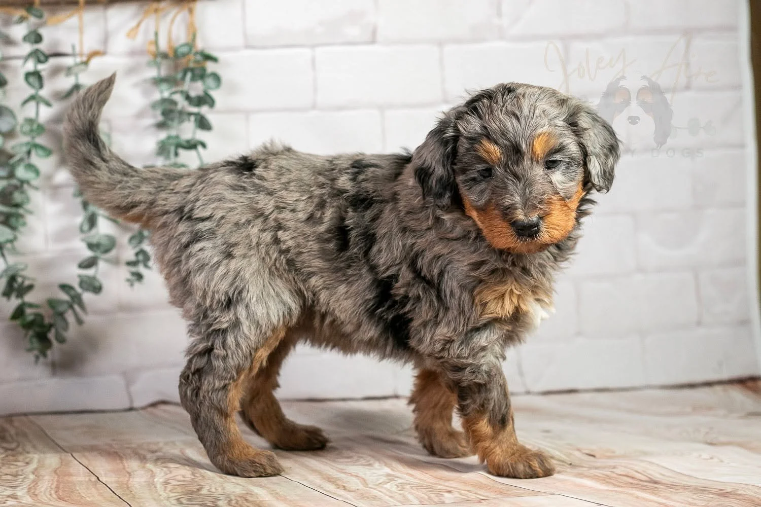 Did you know that Slalom is the most technical Alpine skiing event, featuring the shortest courses, tightest turns, and fastest gate-to-gate action?

Did you also know that Slalom the Bernedoodle has the most black spots, loves everyone she meets, an