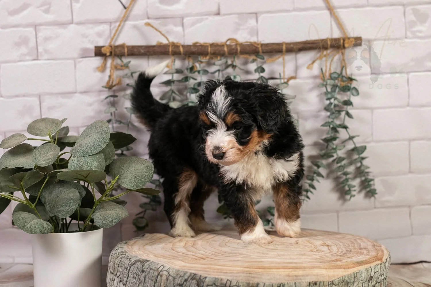 I took new pictures of Lulu's puppies today and Mr. Torch was an absolute show stopper! Some puppies are just more photogenic than others and this boy has that in abundance! 

Torch has found a home.