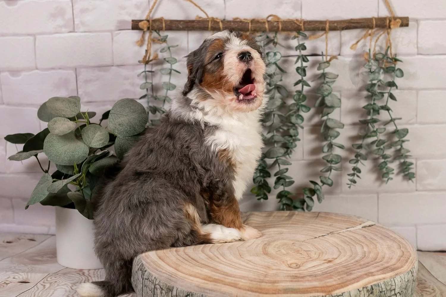 Luge was getting pretty bored of getting her picture taken 😂. Life in the spotlight can become so tiresome when you're this beautiful! But, seriously, can we all just take a moment to admire this girl's perfect coloring and stocky build. I remember 