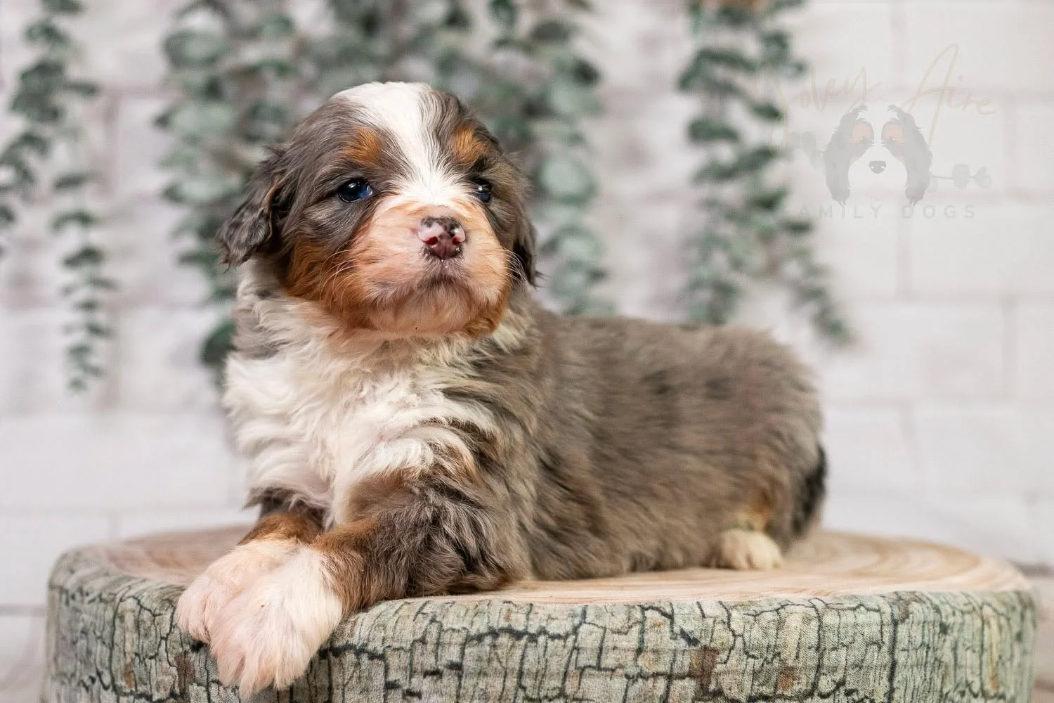 Our last two Merle puppies from Lulu's Winter Olympics litter found homes the other day! Congratulations to Nordic and Summit's new owners!

Merles tend to go quickly, so if you're really hoping for a beautifully marked puppy (like these guys), my ad