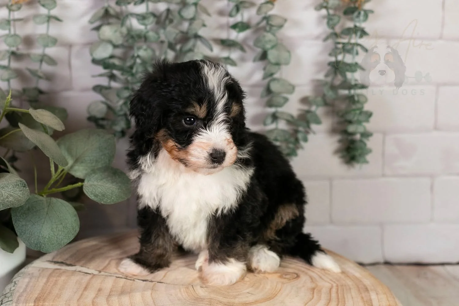 Halfpipe's name is fitting because he's so little....almost half the size of his bigger siblings! 

I wouldn't necessarily call him a "runt", though. He's never struggled in anyway or had any health issues due to his size...he's just small.