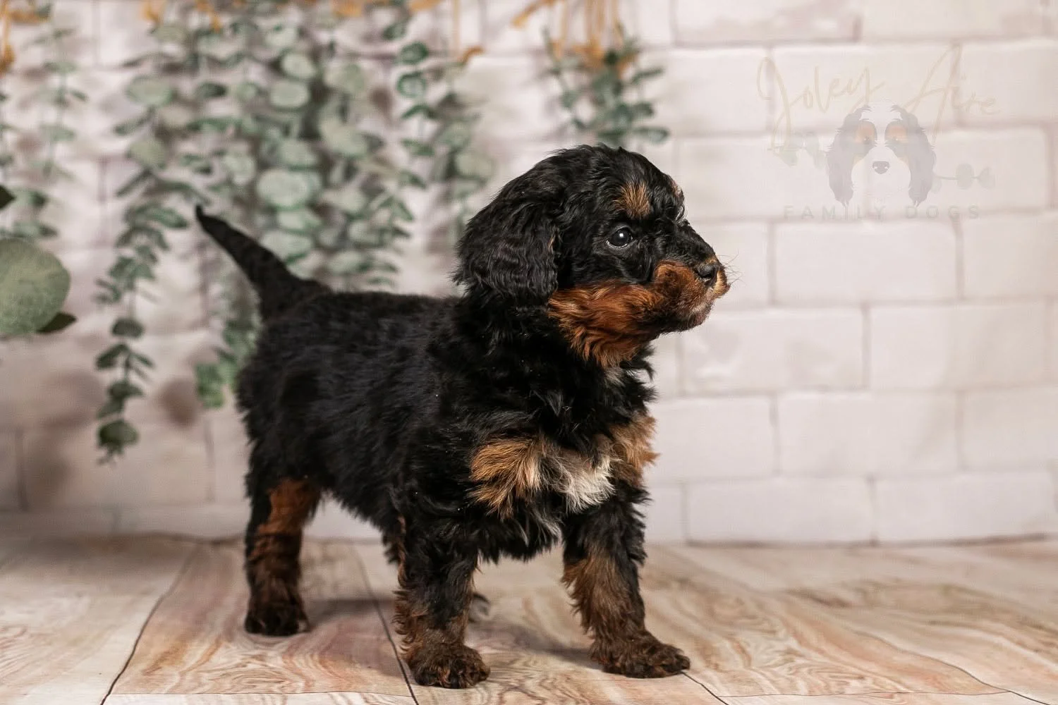 Miss Alpine is the other tiny puppy in Lulu's Winter Olympics litter. She may be small, but she doesn't let you ignore her presence! She insists on pets and snuggles at all times! We love this little girl!

Alpine is reserved.