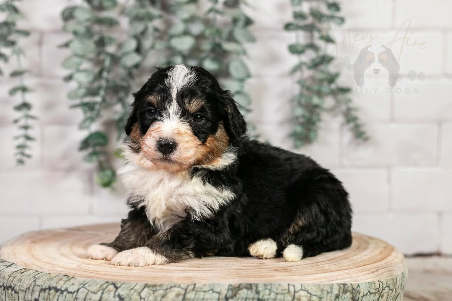 And then there were two....Halfpipe and Hockey are the last puppies available from the Winter Olympics litter (though I don't think they'll last long - they are SO PERFECT!)