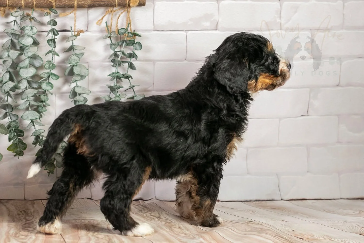 Confident. That's how I would describe Hockey. This boy isn't afraid of anything and he loves to explore, which is good, because it sounds like the family he is going to live with are quite adventurous. Hockey's new name will be "Norman" wh