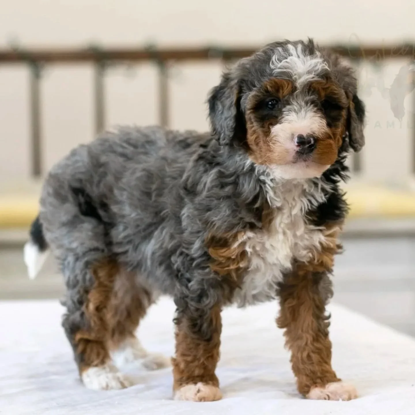 Galadriel's (now Opal) owner sent us this update:

"Opal did very well getting her first vet check and shots. She was such a brave girl. Everyone she meets just falls in love with her. The vet tech even stated how smart she is as she tried to wa