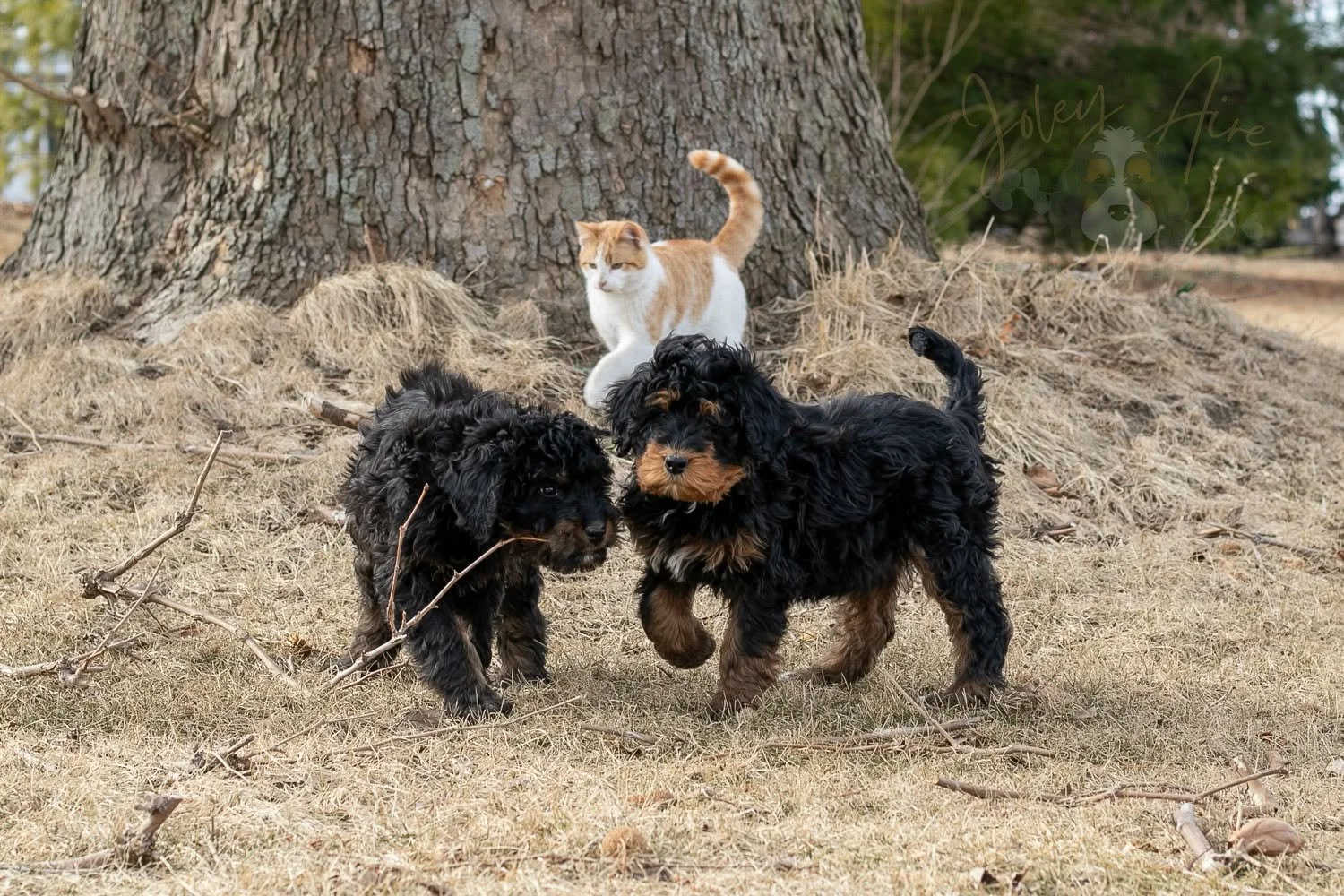 These girls are so much fun! Cinderella and Aurora definitely are princesses when it comes to playing outside! They are loving these beautiful warm days and I love that they get to explore new spaces and animals as a part of their socialization. Thes